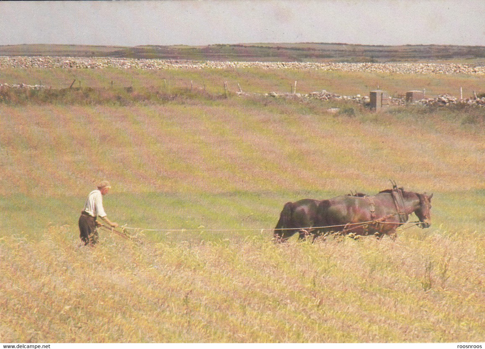 CP SLIGO - IRELAND IRLANDE - PLOUGHING THE OLD WAY - Sligo