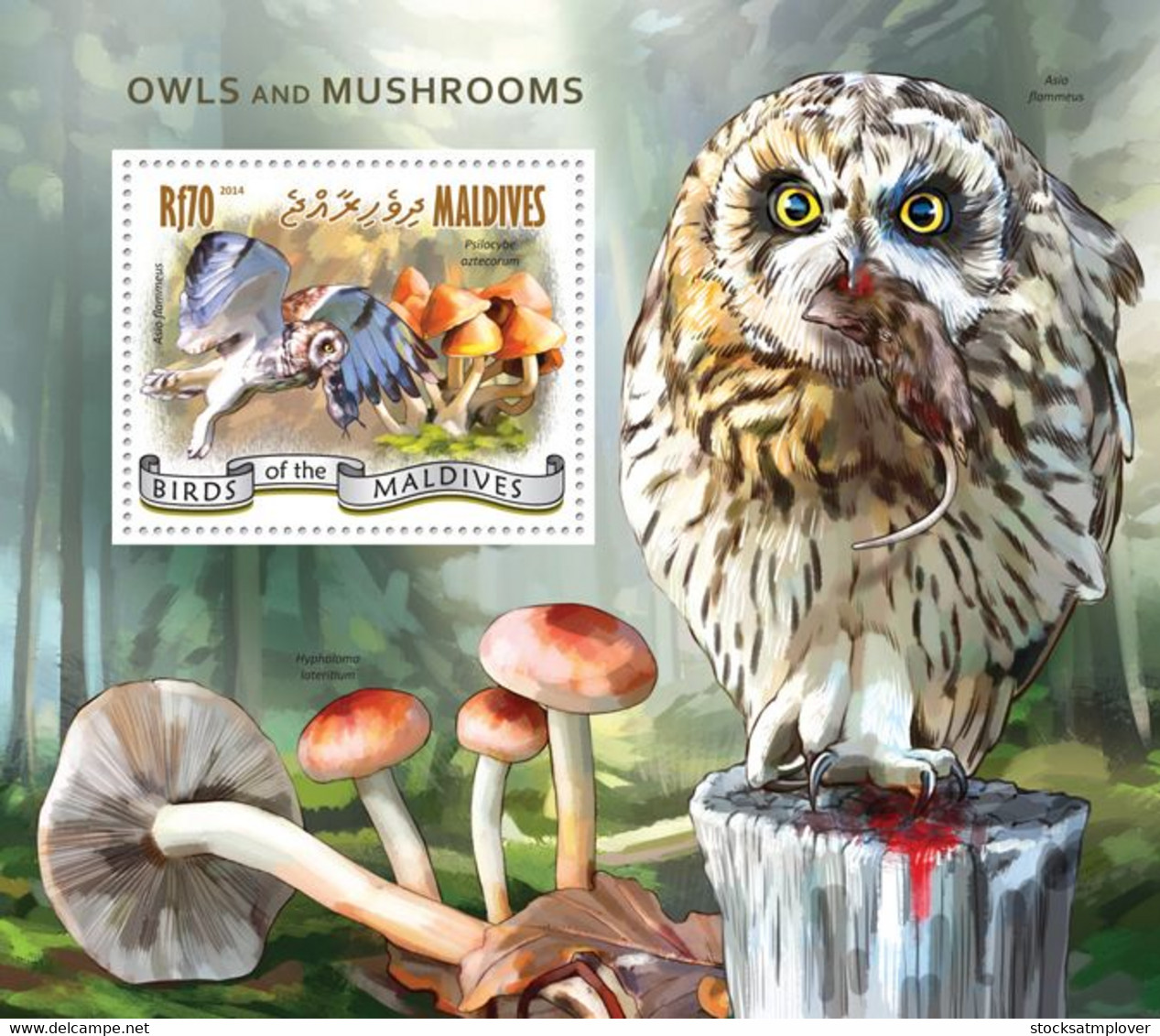 Maldives 2014 Fauna Owls And Mushrooms - Maldives (1965-...)