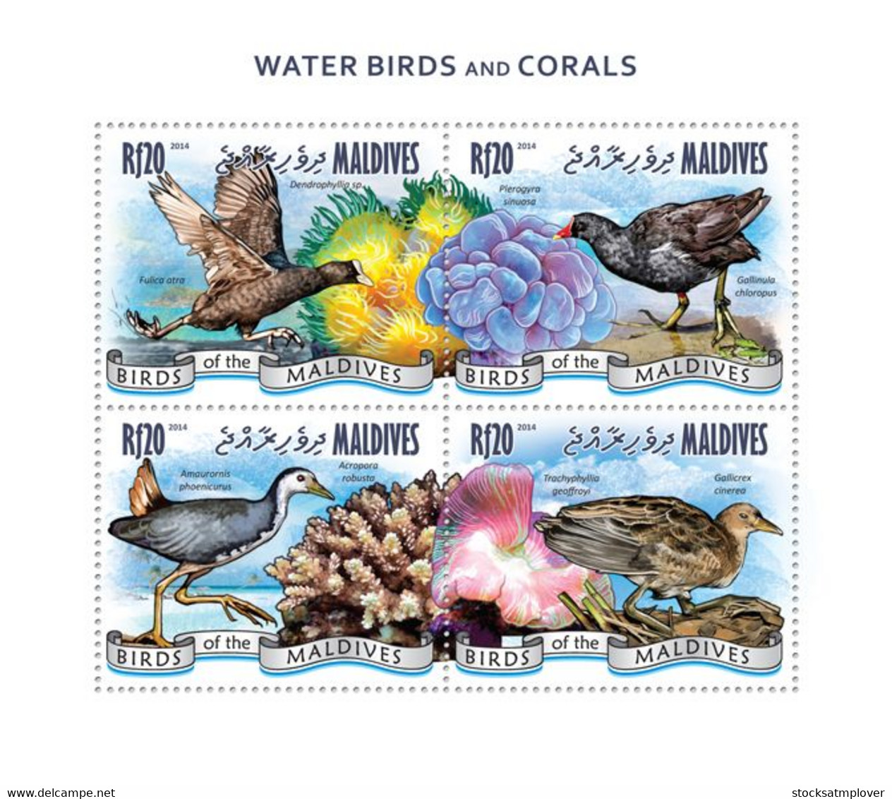 Maldives 2014 Fauna  Water Birds And Corals - Maldives (1965-...)