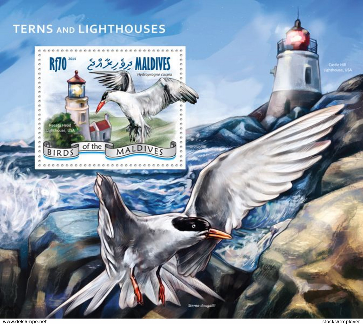 Maldives 2014 Fauna Terns And Lighthouses - Maldives (1965-...)