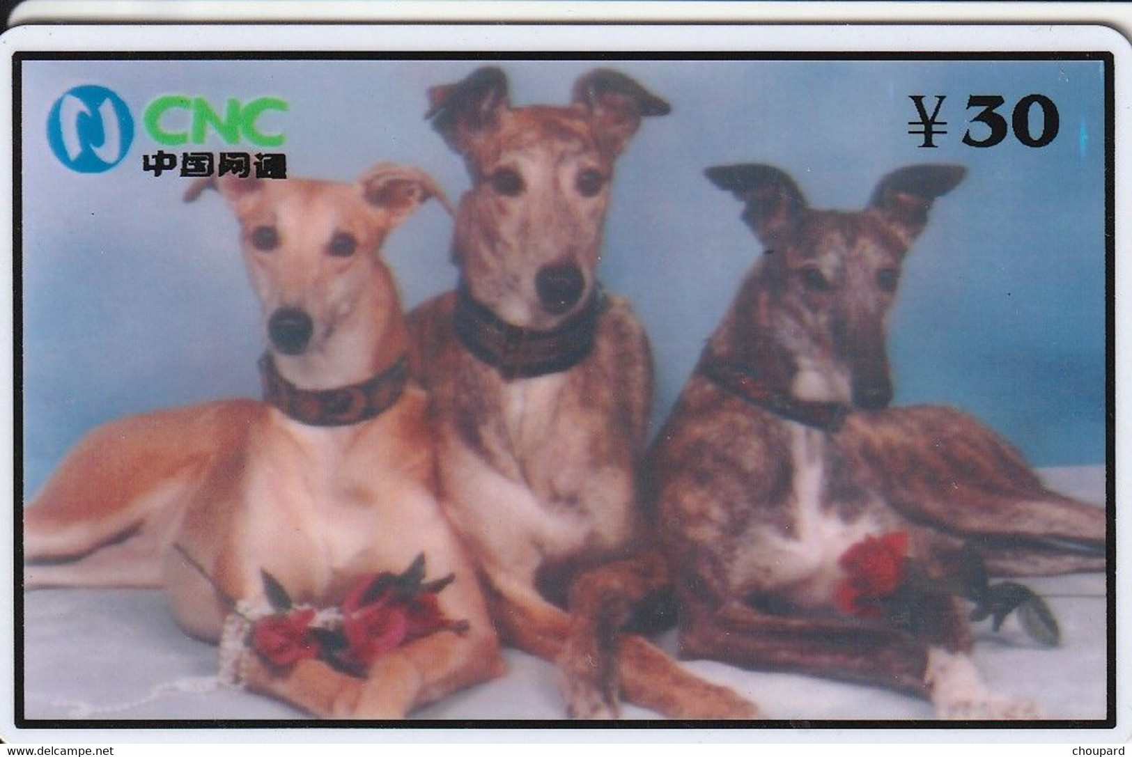 Très Belle Télécarte De Chien Lévrier Greyhound - Dogs