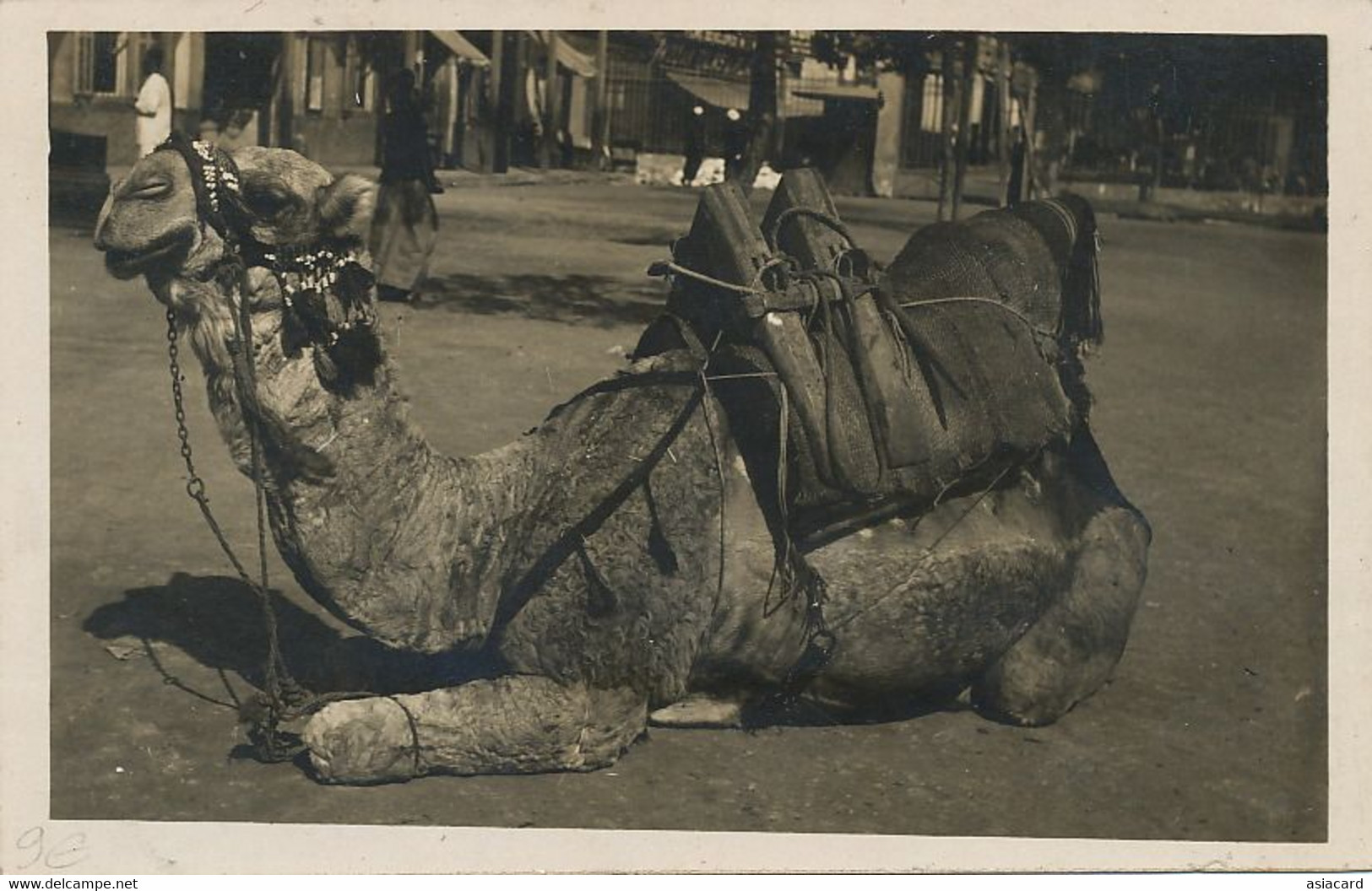 Real Photo Beyrouth 1923 . Camel In The Streets Of Beirut . Dromadaire - Liban