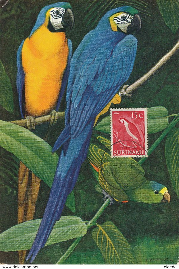 Maximum Card Suriname 1956  Ara Ararauna . Macaw . Blue Fronted Parrot . Perroquet - Suriname