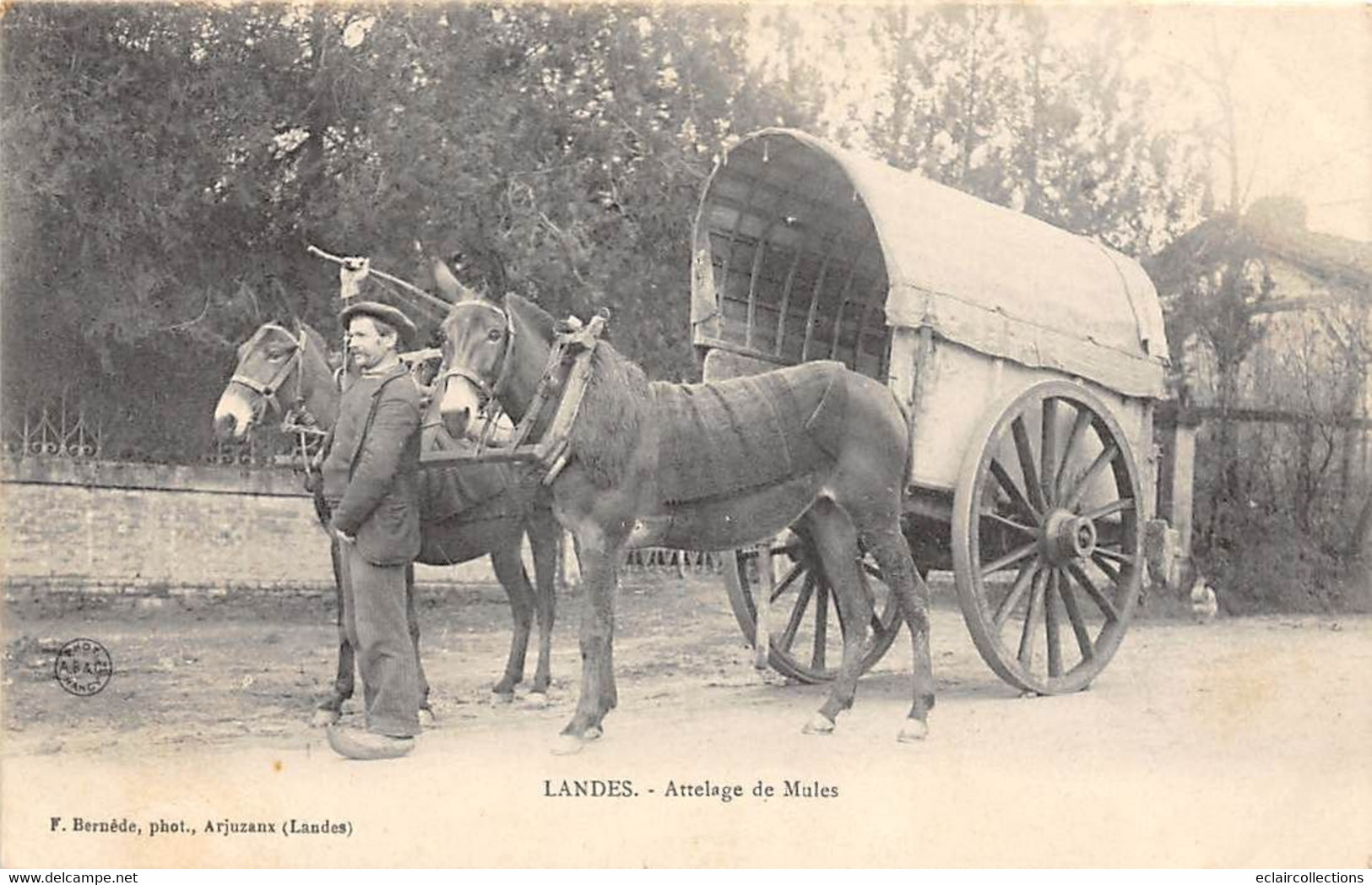 Divers. Non Localisé.       40       Attelage De Mules     (voir Scan) - Sonstige & Ohne Zuordnung