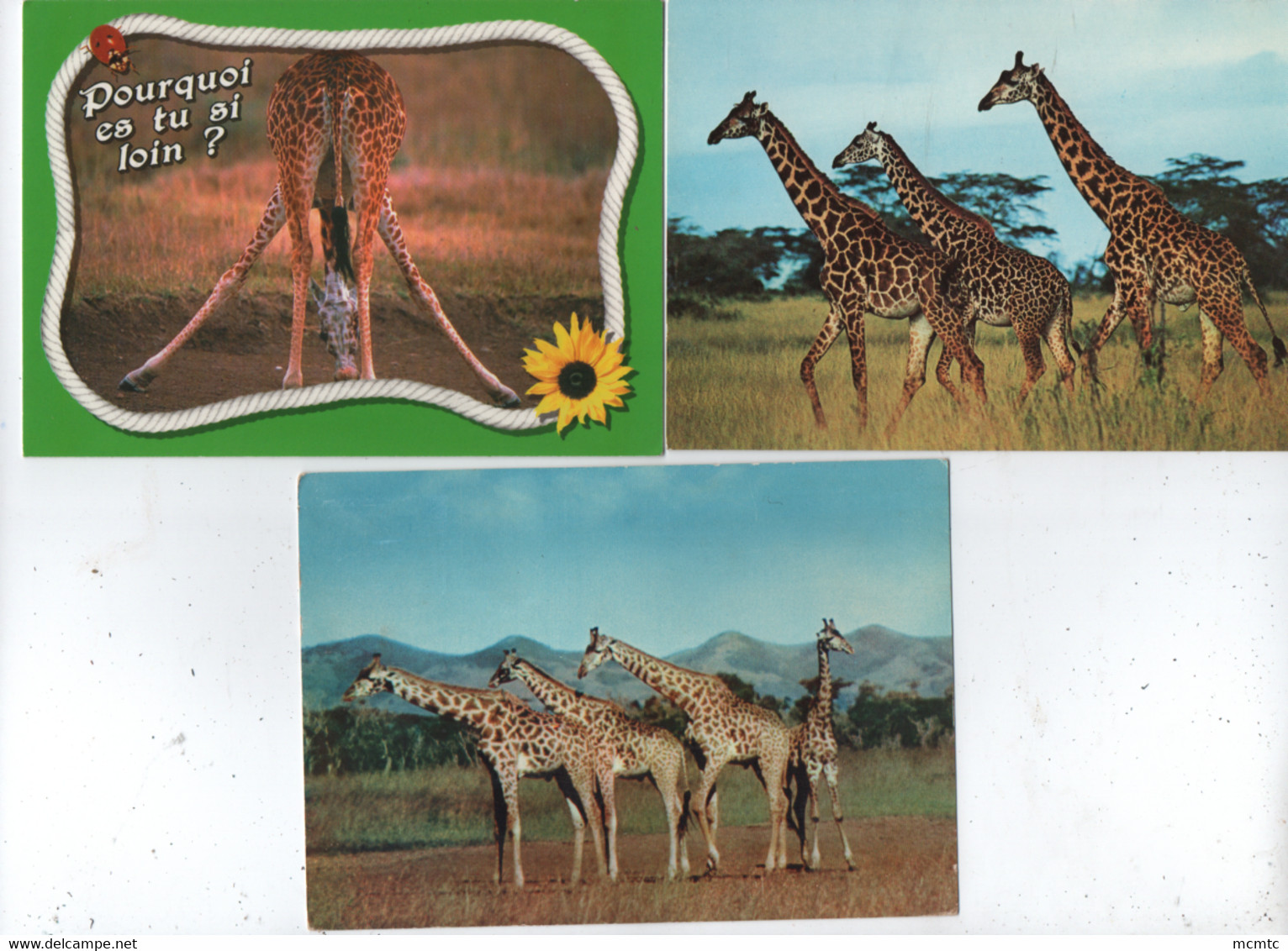 10 Cartes -  Girafes , Girafe - Giraffes