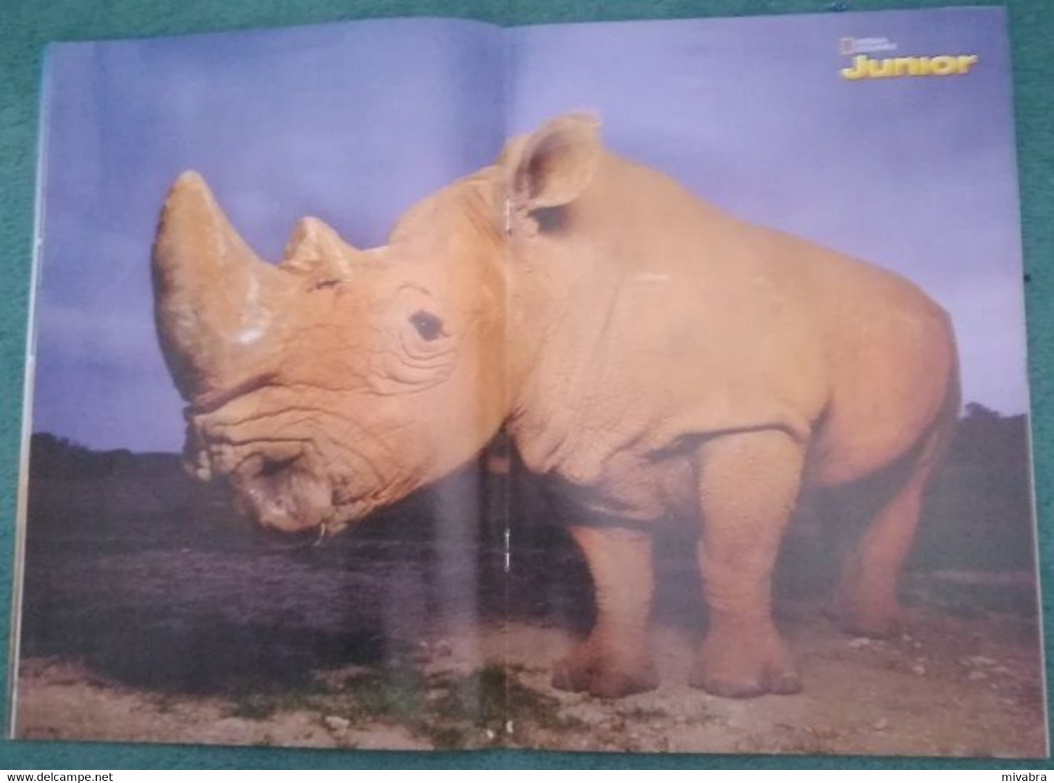 NATIONAL GEOGRAPHIC JUNIOR N° 6 - JAN 2015 - ( MET FOTO NEUSHOORN RHINOCEROS PINGUIN ZWAAN CYGNE) - Sports