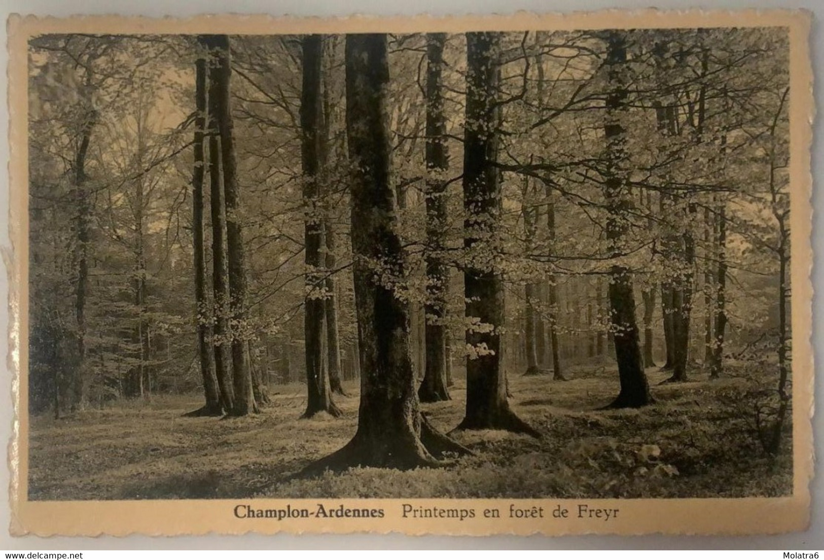 #361 - Champlon-Ardennes, Printemps En Forêt De Freyr 1952 - Tenneville