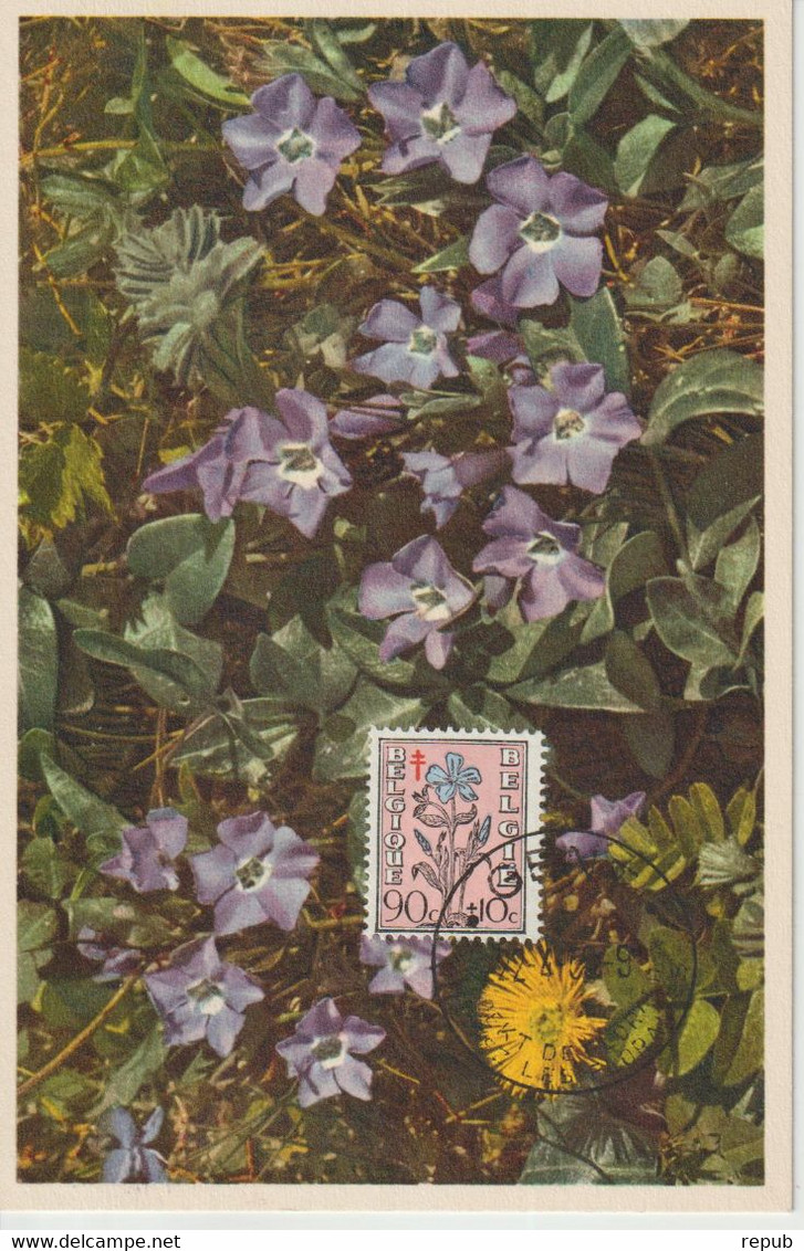Belgique Carte Maximum Fleurs 1949 Antituberculeux Pervenche 816 - 1934-1951