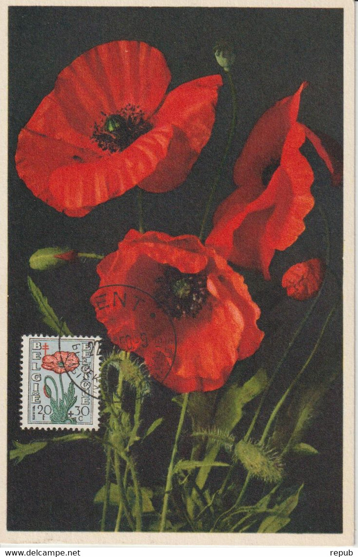 Belgique Carte Maximum Fleurs 1949 Antituberculeux Coquelicot 817 - 1934-1951
