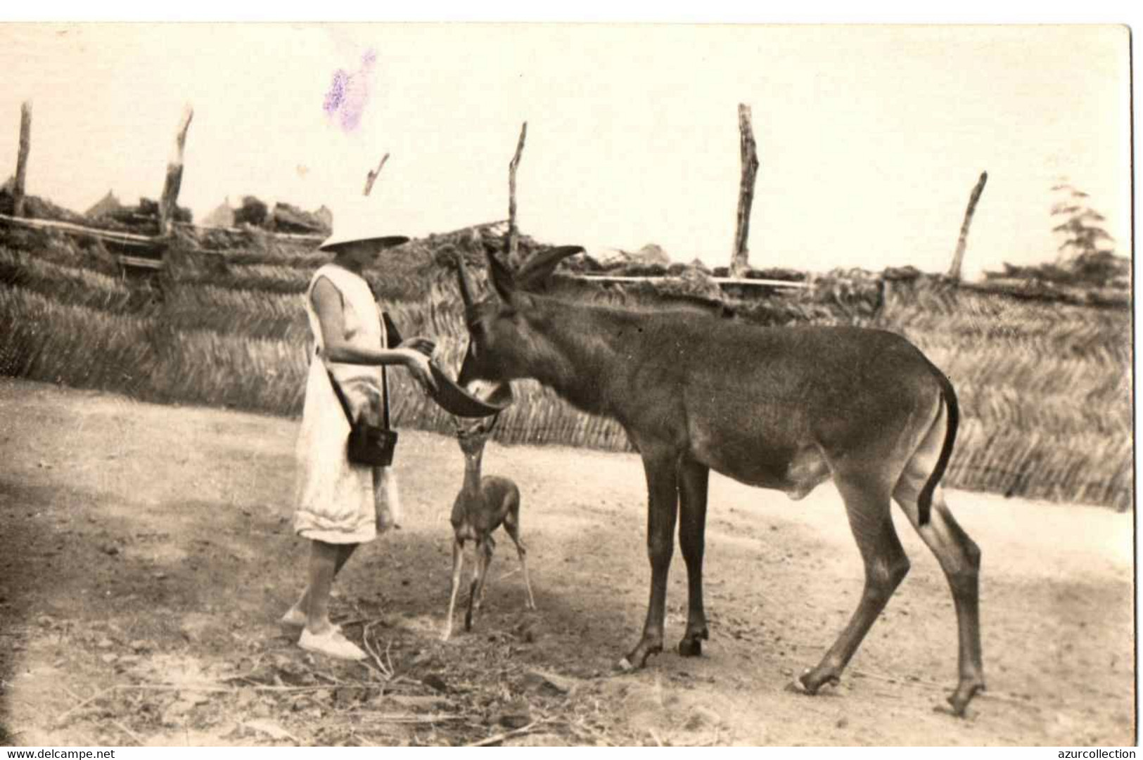 SOUDAN .NOURRITURE AUX ANIMAUX . CPA PHOTO - Soudan