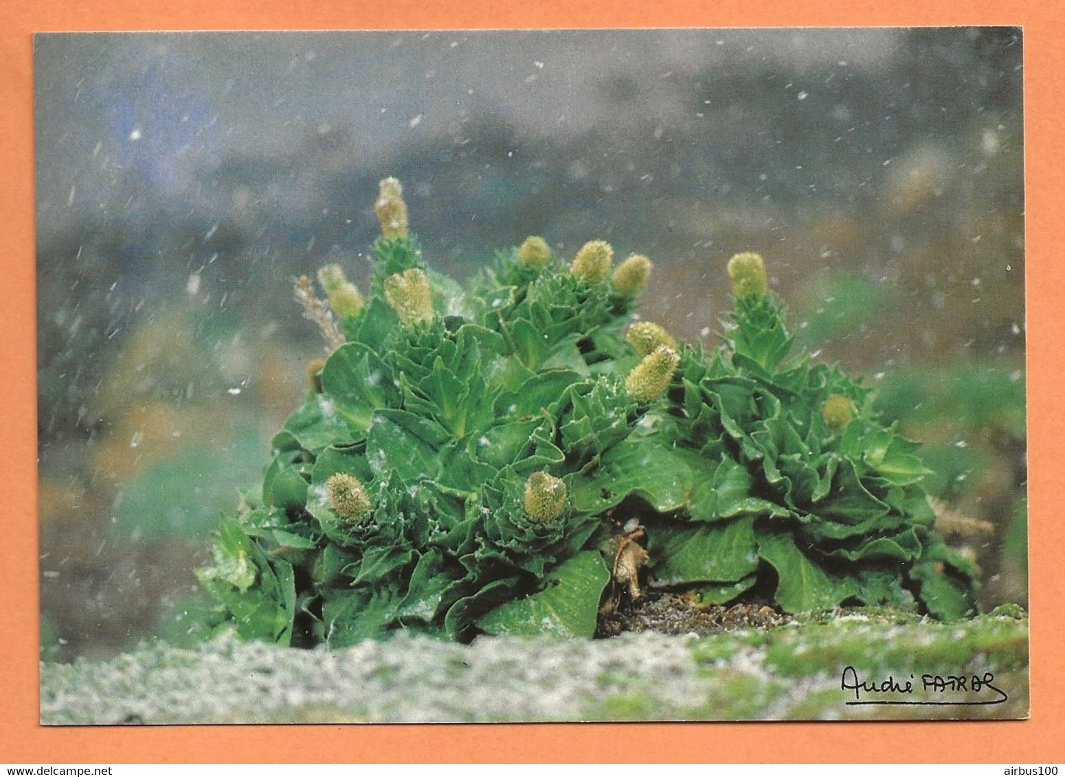 CARTE POSTALE TAAF - CHOUX De KERGUELEN - PHOTO FATRAS - TAAF : Franz. Süd- Und Antarktisgebiete