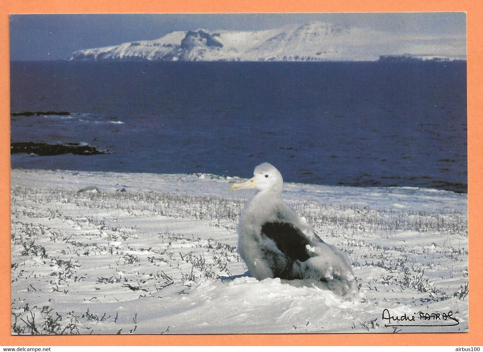 CARTE POSTALE TAAF - POUSSIN De GRAND ALBATROS KERGUELEN - PHOTO FATRAS - TAAF : Terres Australes Antarctiques Françaises