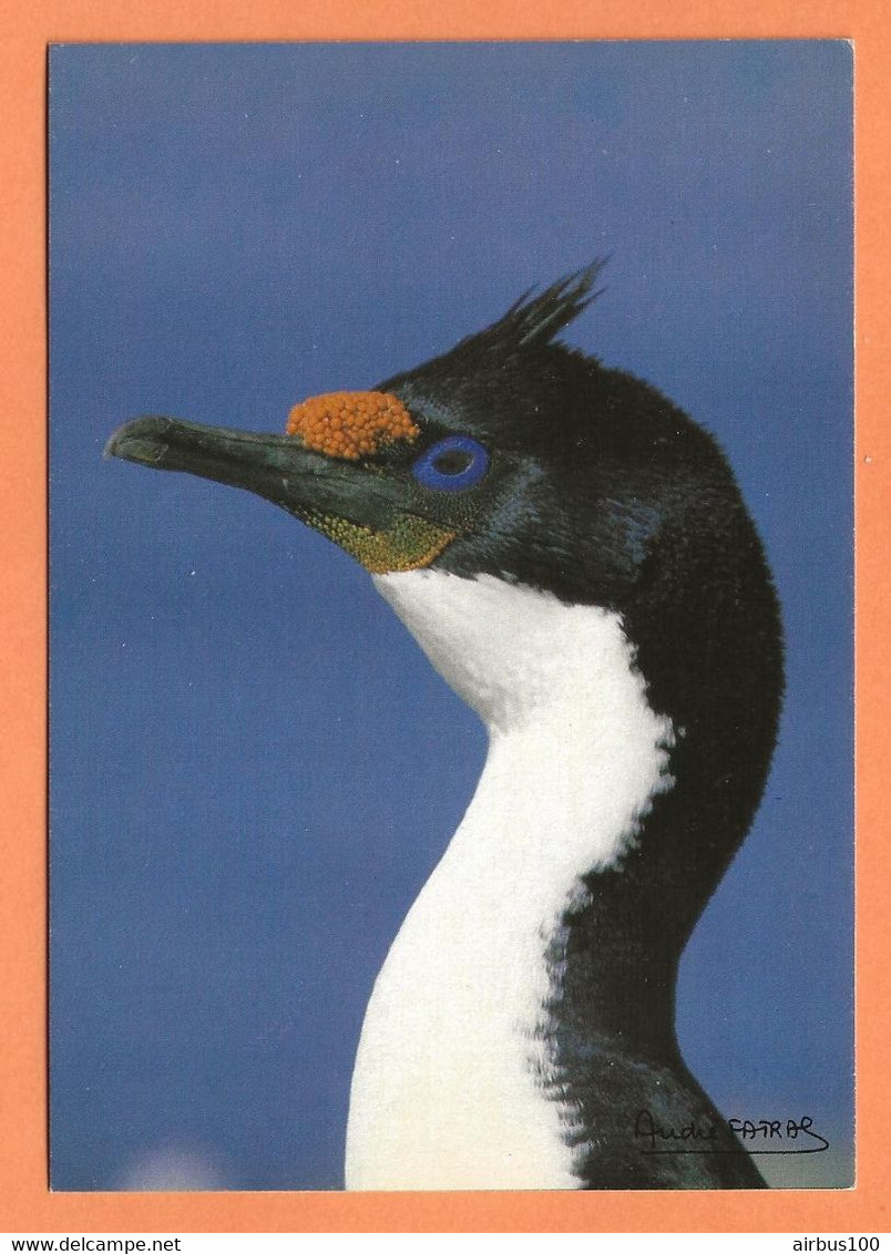 CARTE POSTALE TAAF - CORMORAN De KERGUELEN - PHOTO FATRAS - TAAF : French Southern And Antarctic Lands