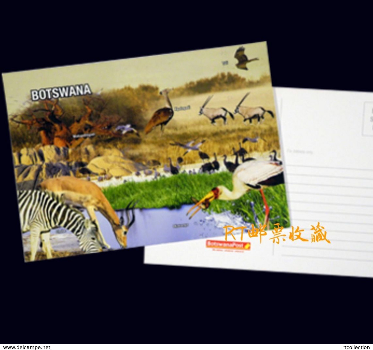 Botswana Postal Card Postcard Wetlands River Wildlife Africa Animals Nature Bird Fauna Birds Zebra Mammals Environment - Botsuana