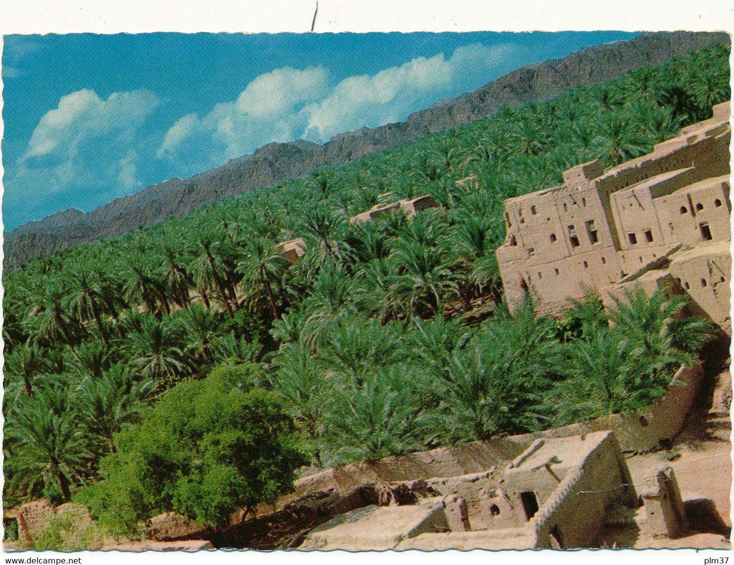 OMAN - Palm Trees In Nizwa - Oman