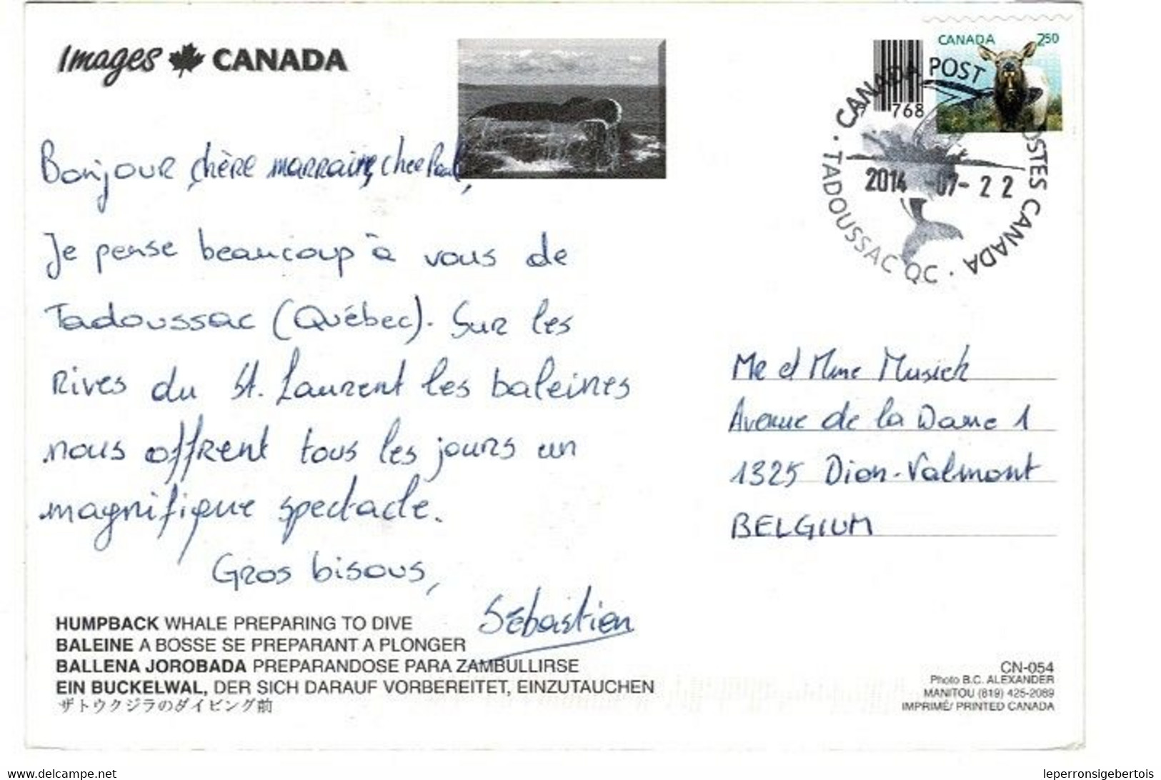 - Carte Postale - Canada - Tadoussac - Baleine à Bosse Se Préparant à Plonger - - Québec - Les Rivières