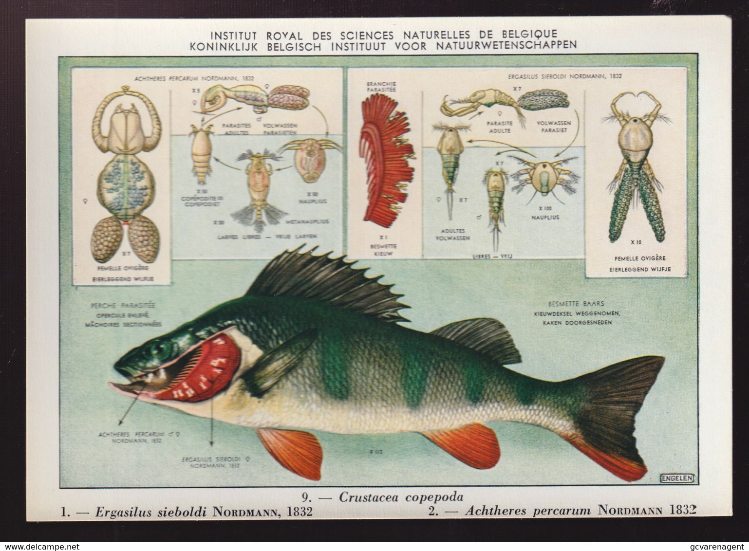 9 KAARTEN PARASIETEN DER VISSEN    3 SCANS - Fish & Shellfish