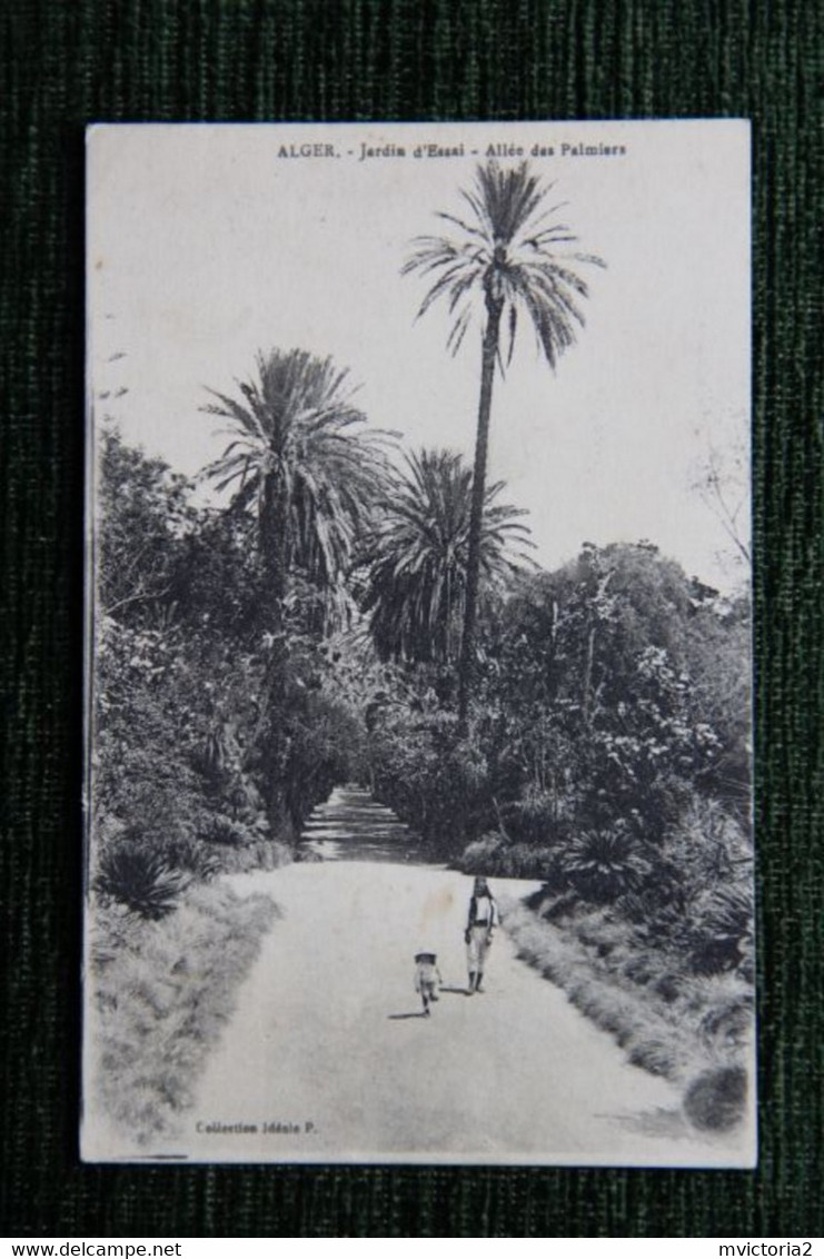 ALGER - Jardin D'essai, Allée Des Palmiers - Algerien
