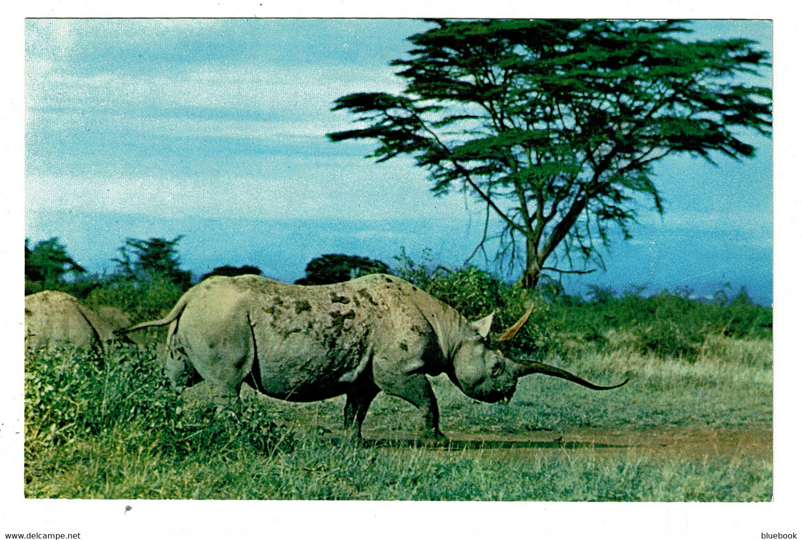Ref 1467 - Postcard - East African Wild Life - Rhinoceros Rhino - Animal Theme - Rhinozeros