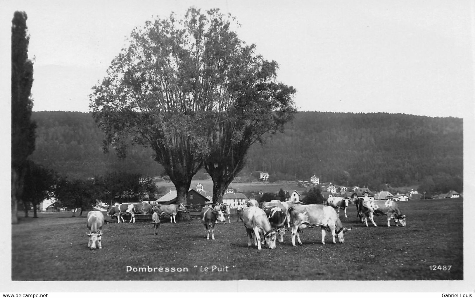 Dombresson Le Puit - Troupeau De Vaches - Dombresson 