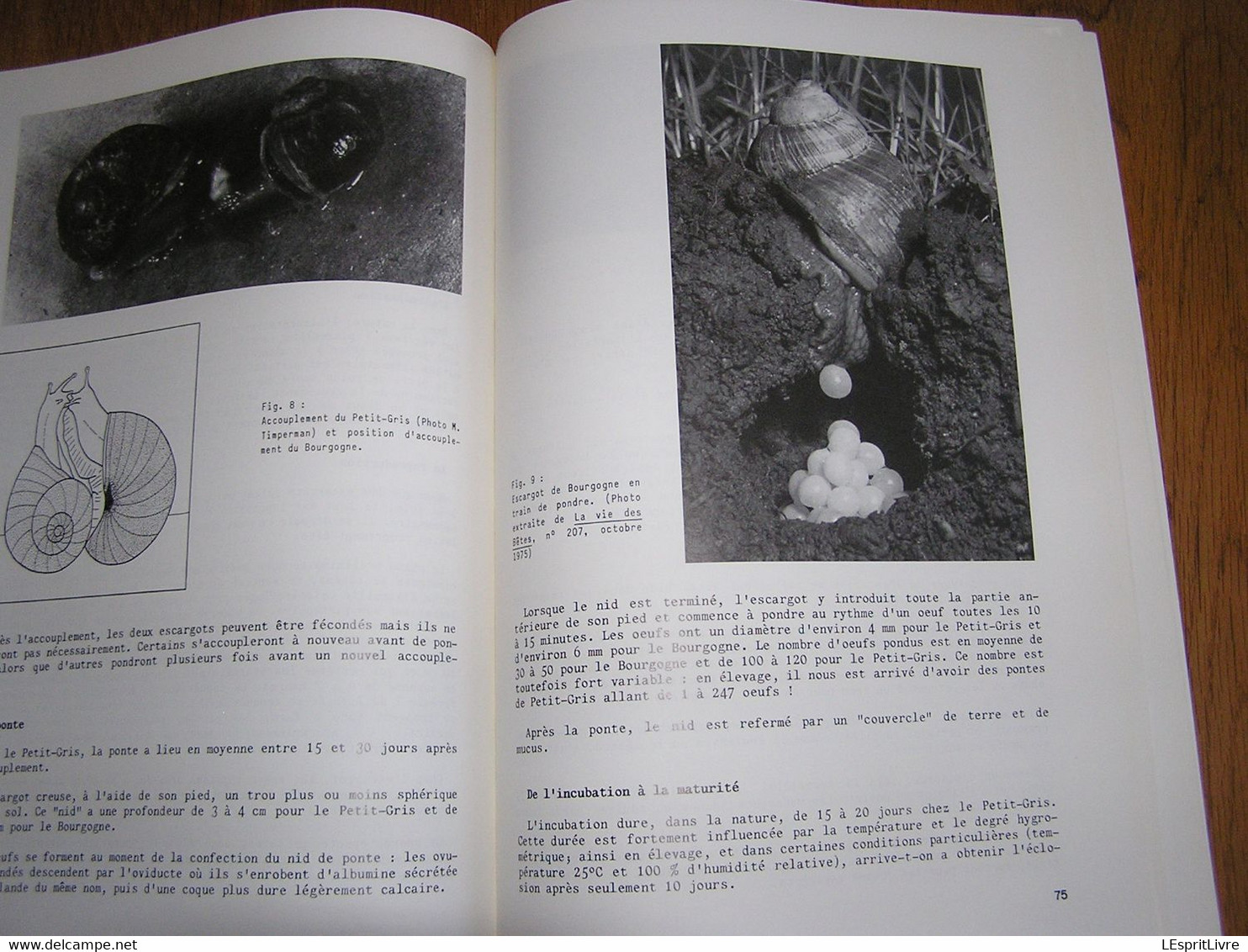 DE LA MEUSE A L'ARDENNE N° 7 1988 Régionalisme Semois Marcourt Sur Ourthe Marchets Rochefort Ambly Mirwart Escargot