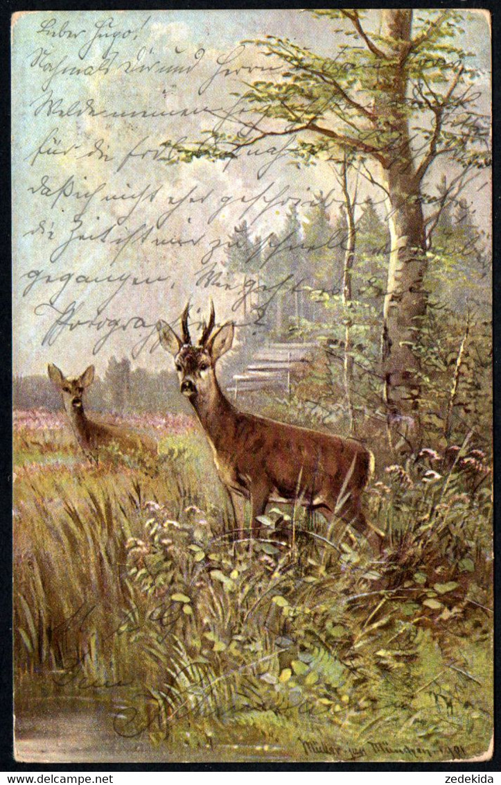 C5860 - M. Müller Jun. München Künstlerkarte - Rotwild Hirsch Jagd - K.&B.D. - Mueller, August - Munich