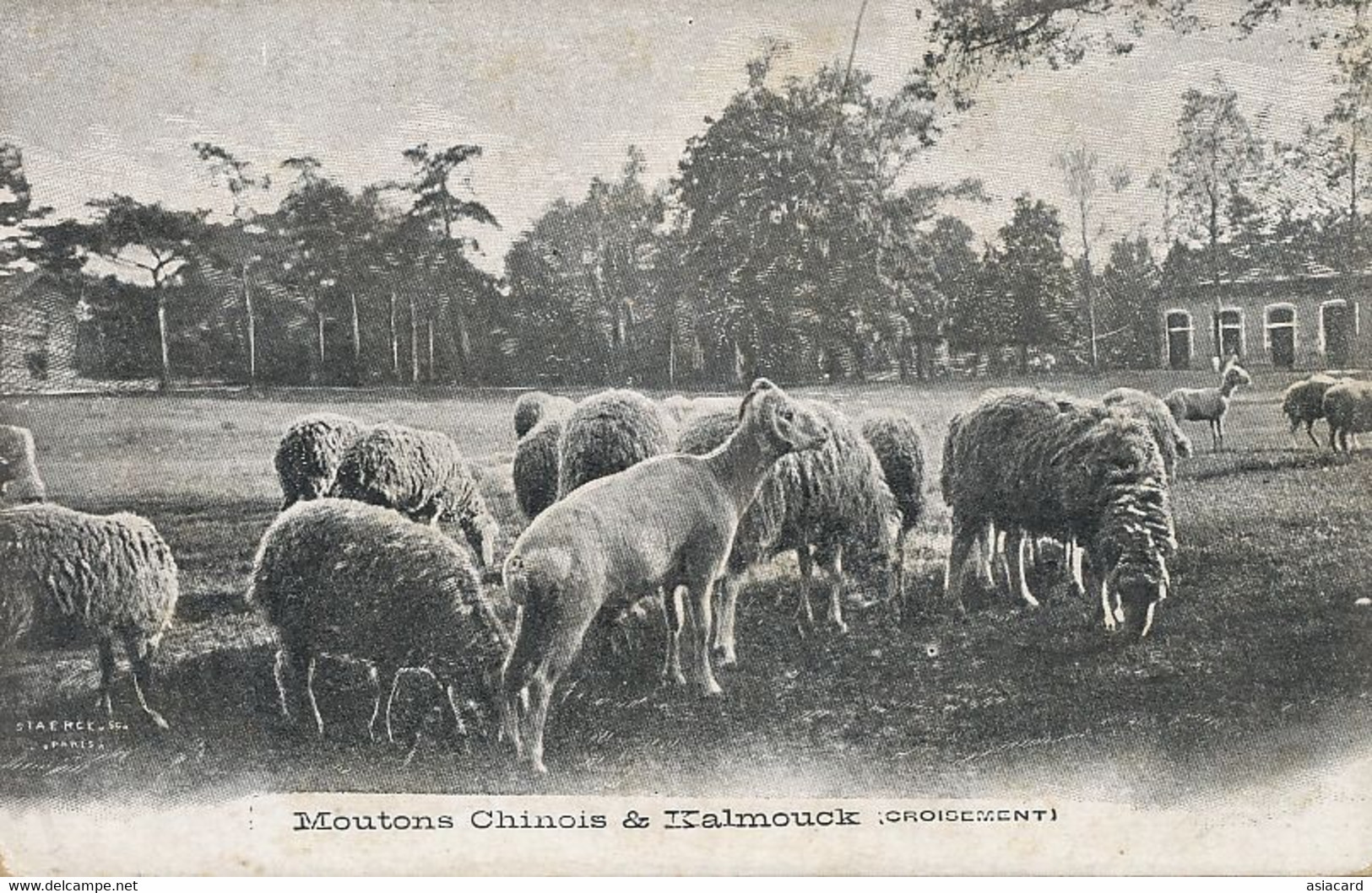 Chinese Sheeps And Kalmouck . Thibet . Moutons Chinois - Tibet