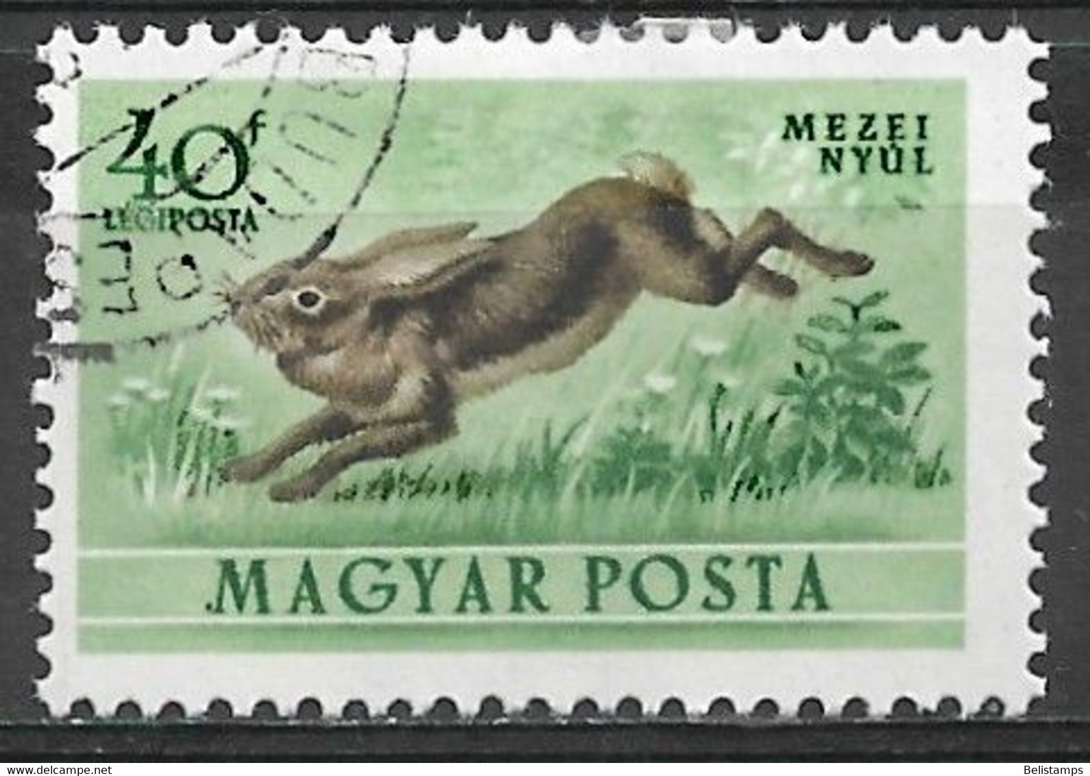 Hungary 1953. Scott #C113 (U) Fauna, Hare - Gebraucht