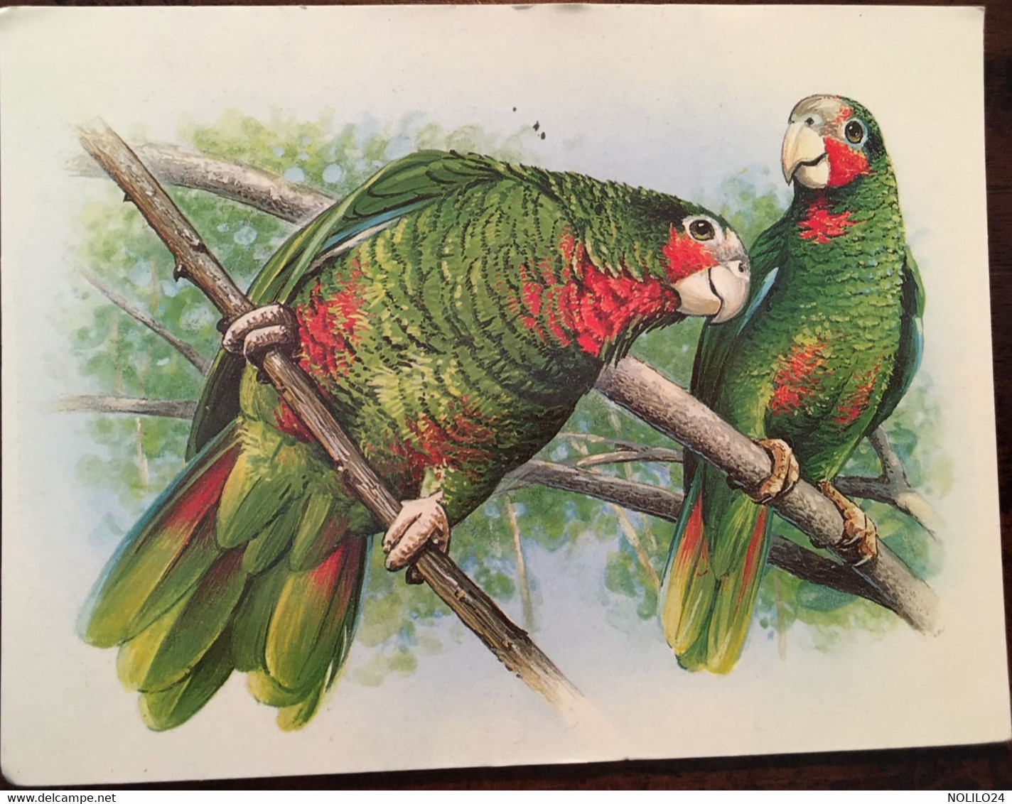 Cpm, Parrot (perroquets, Perruches, Exotiques), Philatelic Bureau, Cayman Islands "adapted From The 1993 Parrot Issue", - Cayman Islands