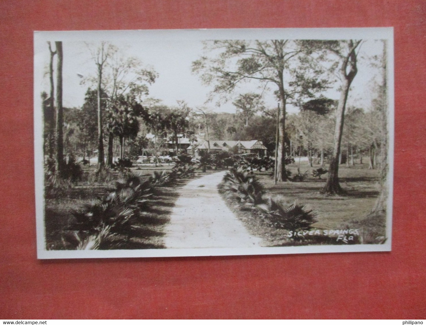 RPPC Silver Springs  - Florida    Ref 4691 - Silver Springs