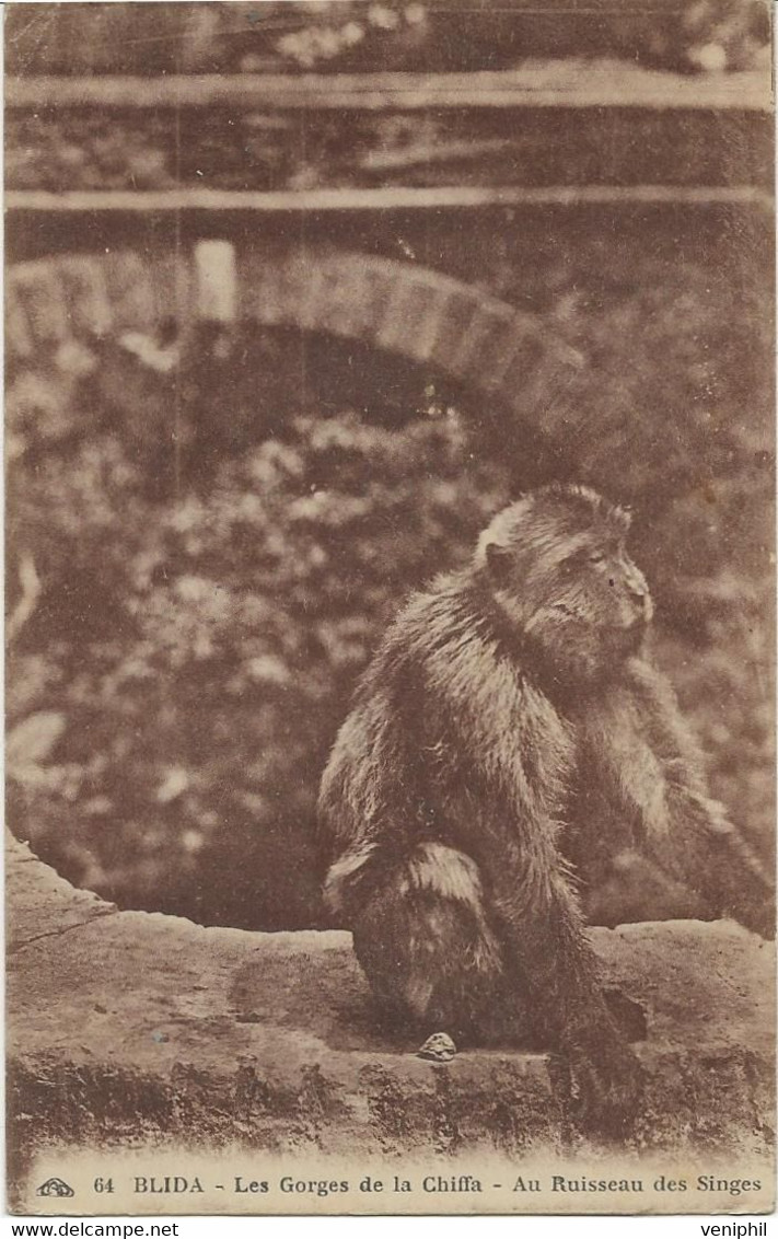 BLIDA - ALGERIE - LES GORGES DE LA CHIFFA - AU RUISSEAU DES SINGES - ANNEE 1932 - Blida