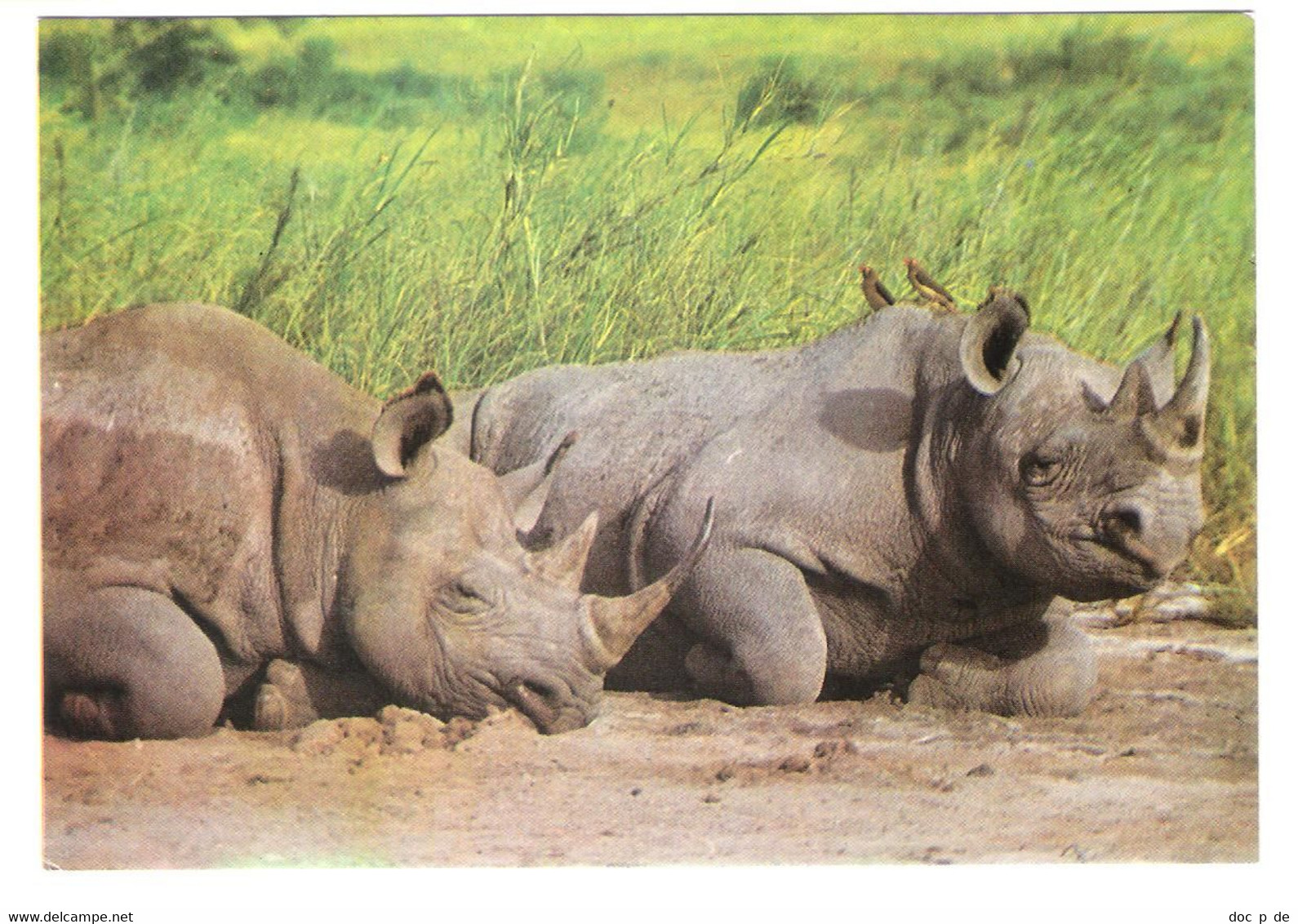 Africa - Nashorn - Rhinoceros - Rhinoceros