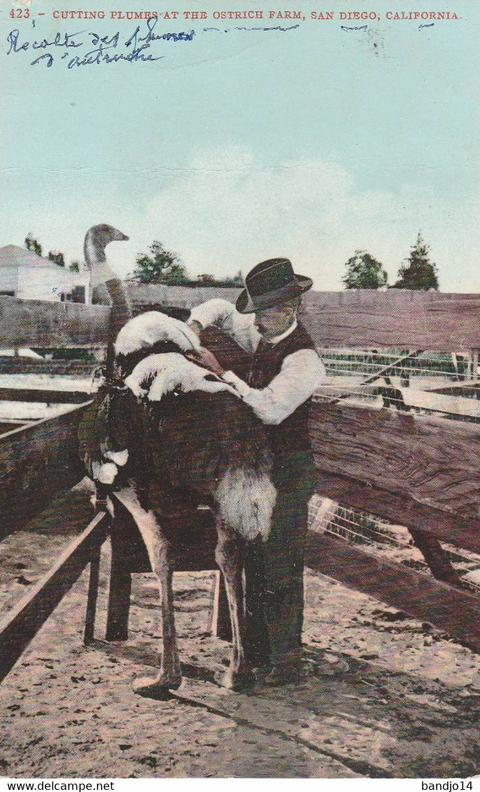 San Diego - Cutting Plumes At The Ostrich Farm  - Scan Recto-verso - San Diego