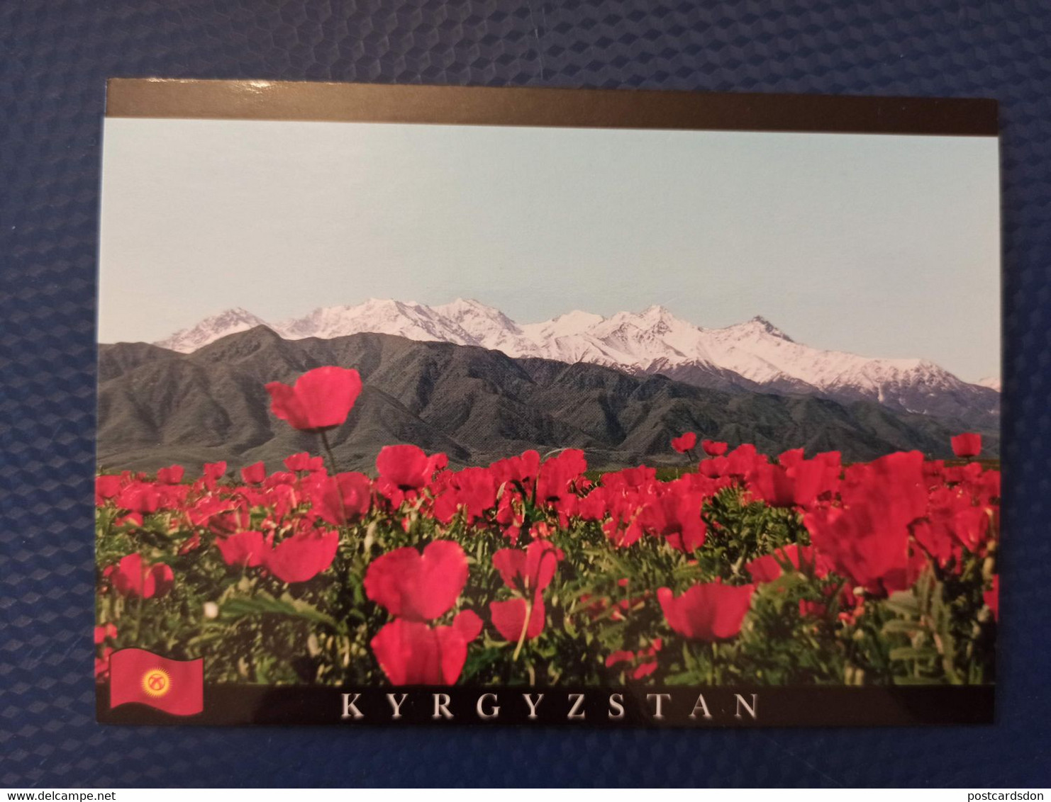 Kyrgyzstan -alpin Poppies - Modern Postcard 2000s - Kirgisistan