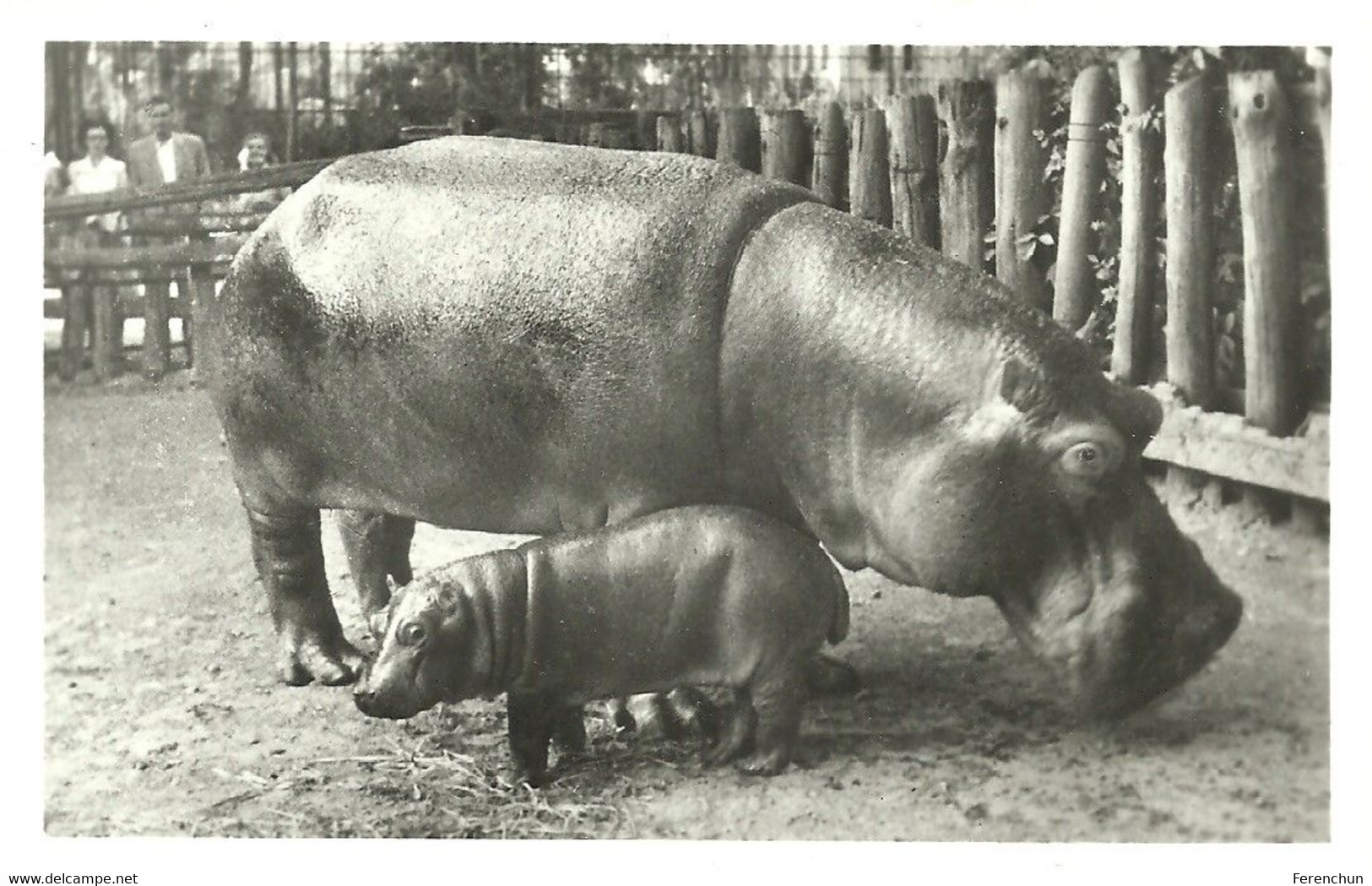 HIPPOPOTAMUS * BABY HIPPO * ANIMAL * ZOO & BOTANICAL GARDEN * BUDAPEST * KA 460 13 1 * Hungary - Nijlpaarden