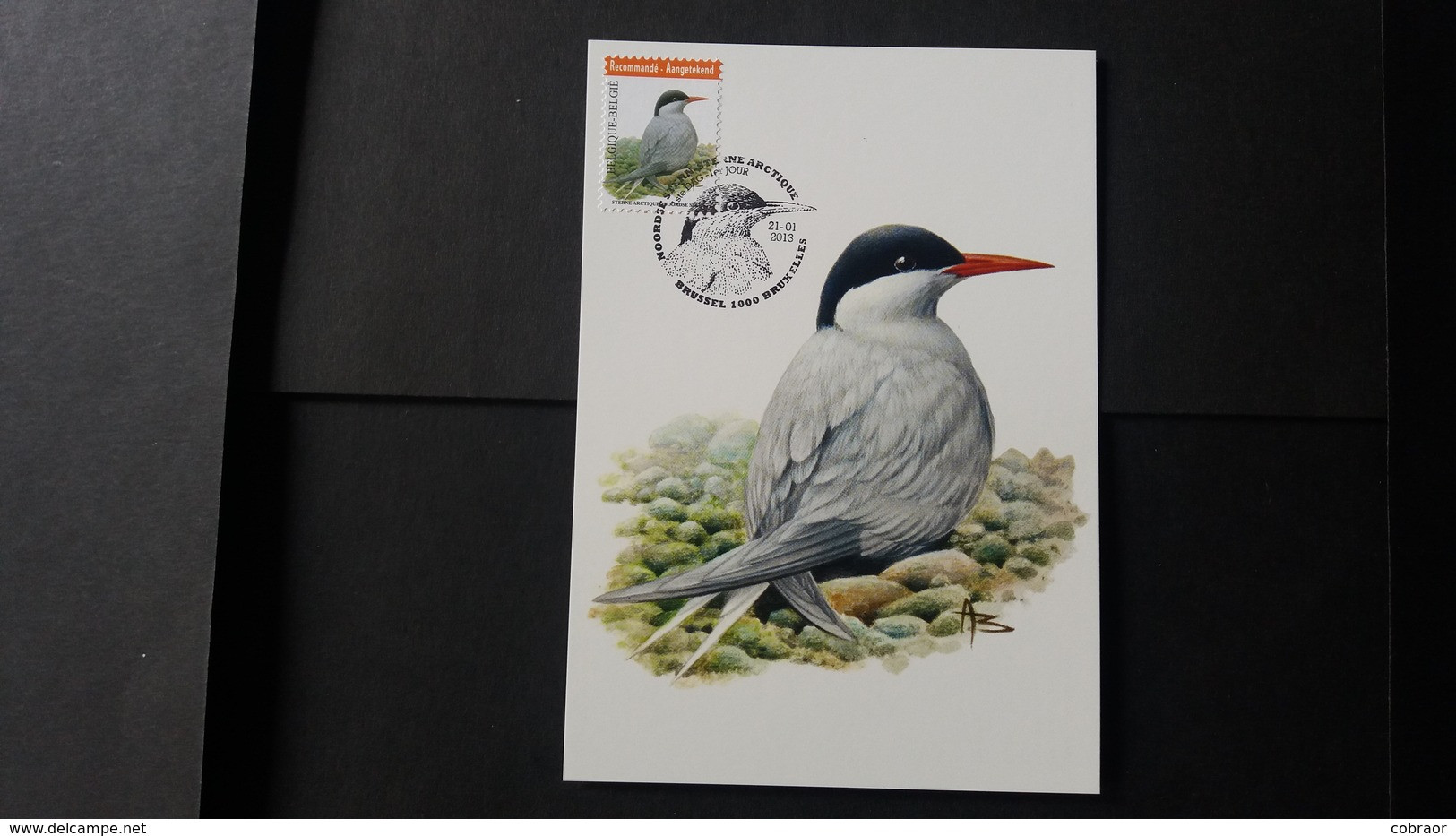 BUZIN - Carte Oiseaux CM : Numéro 4306 "Sterne Arctique" - 2011-..