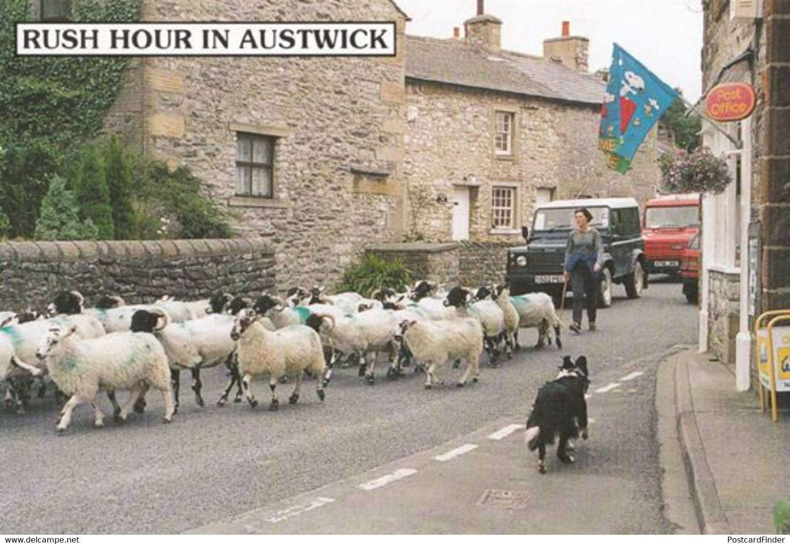 Rush Hour In Austwick Sheep Chaos At Post Office Yorkshire Village Postcard - Other & Unclassified