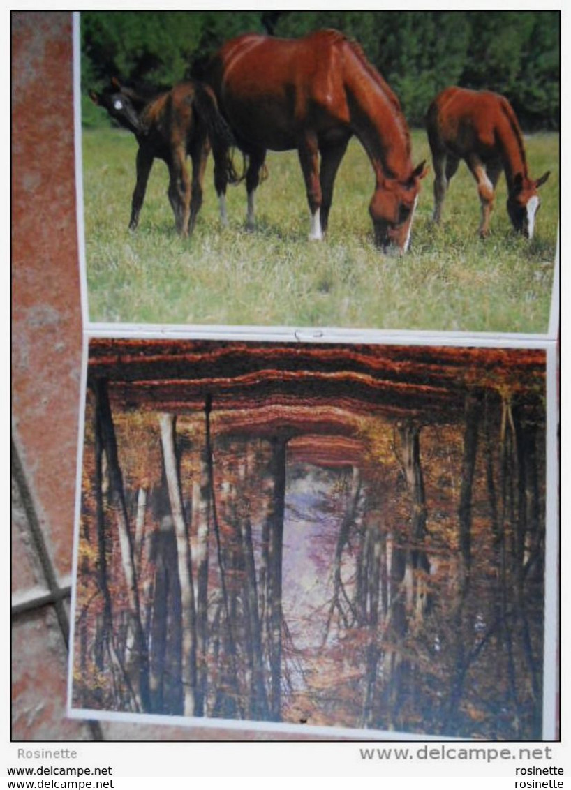 RARE 4 Photos Intérieur Et Exterieur :calendrier  Almanach  1987 - Fillette/ Chèvre; Garçon /mouton ;sous Bois ;chevaux - Grand Format : 1981-90