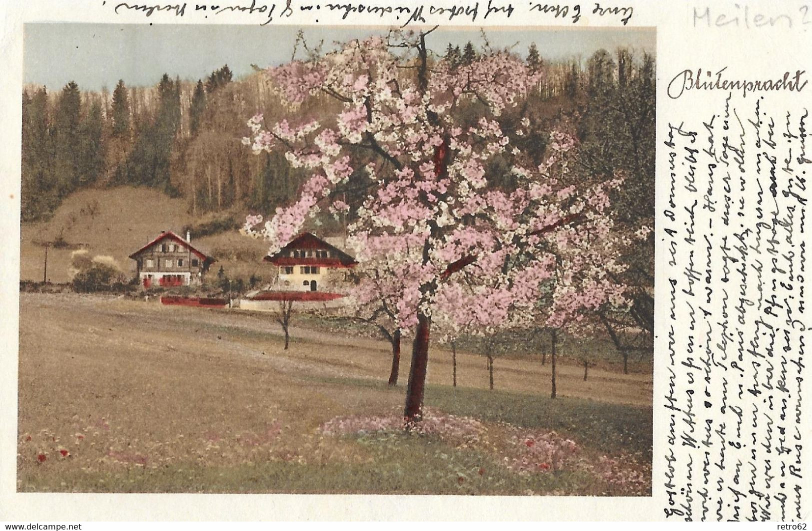 MEILEN → Blütenpracht Im Frühling Anno 1935 - Meilen