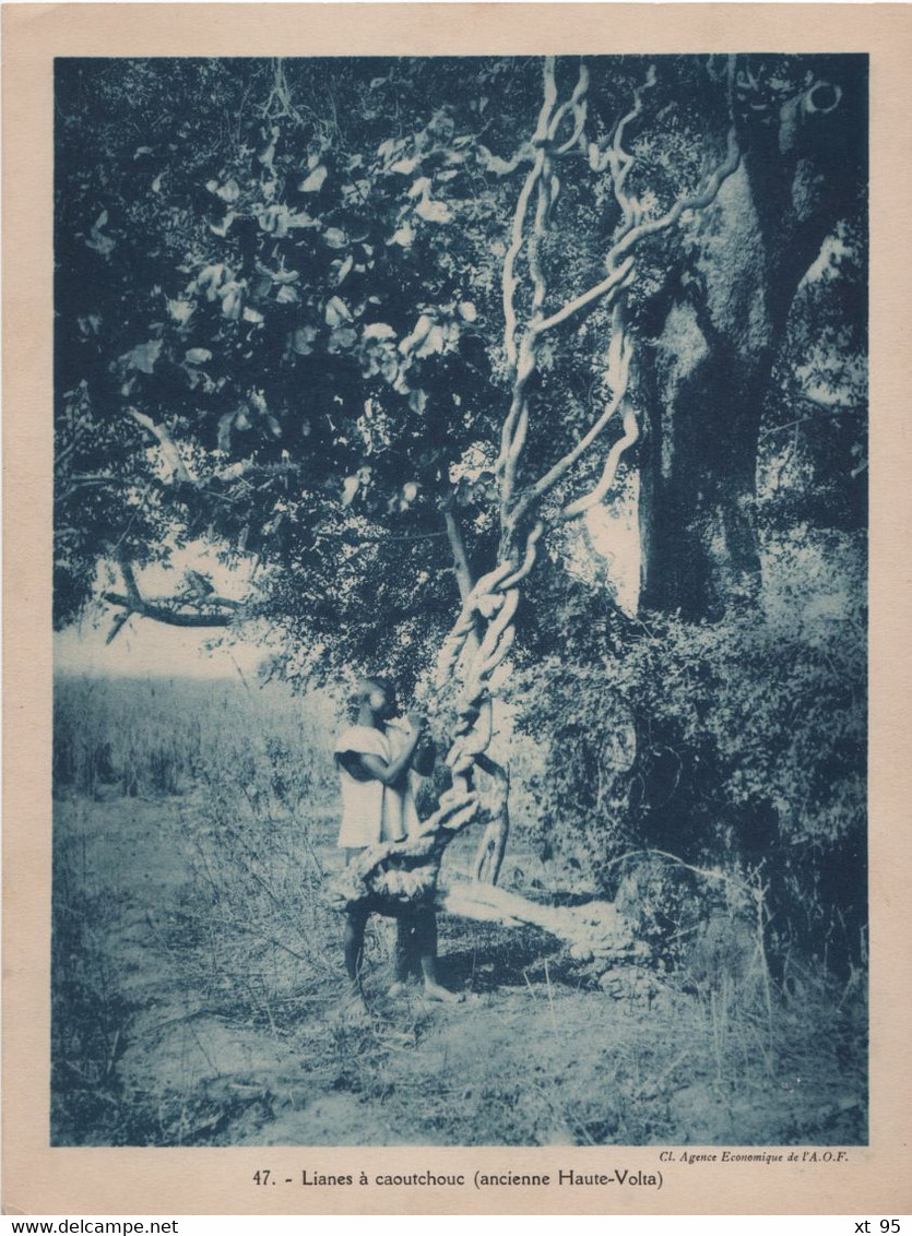 Pour L'Enseignement Vivant (24x18cm) - Les Colonies Francaises - Ancienne Haute Volta - Liane A Caoutchouc - Côte-d'Ivoire