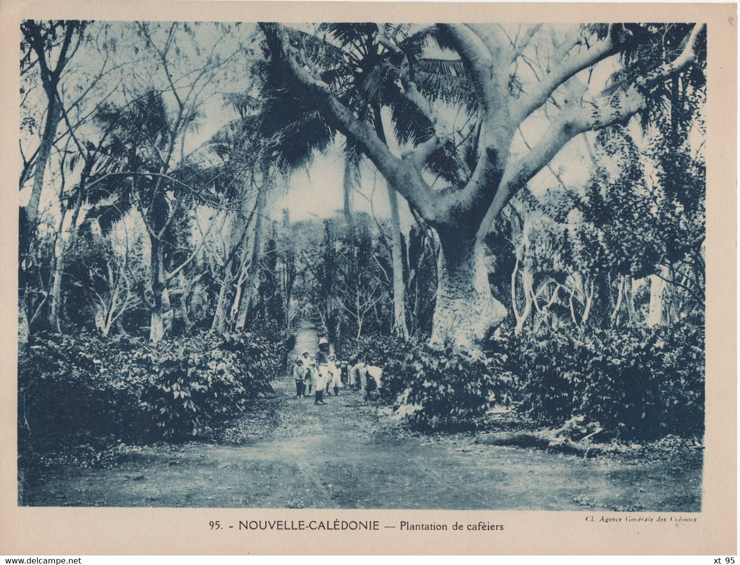 Pour L'Enseignement Vivant (24x18cm) - Les Colonies Francaises - Nouvelle Caledonie - Plantation De Cafeiers - Nuova Caledonia