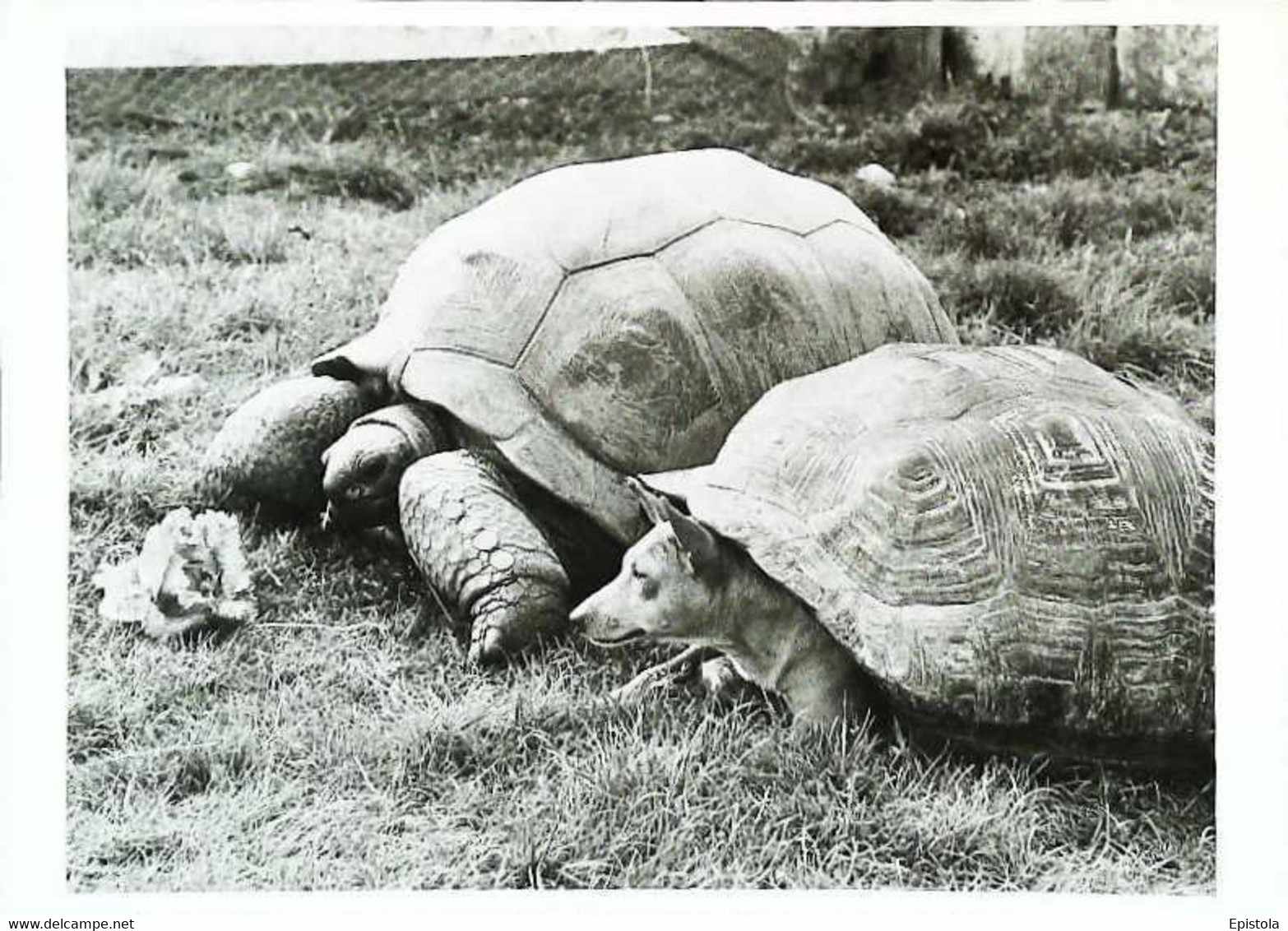 ►  Tortues  Turtle   Chien Dog - Schildpadden