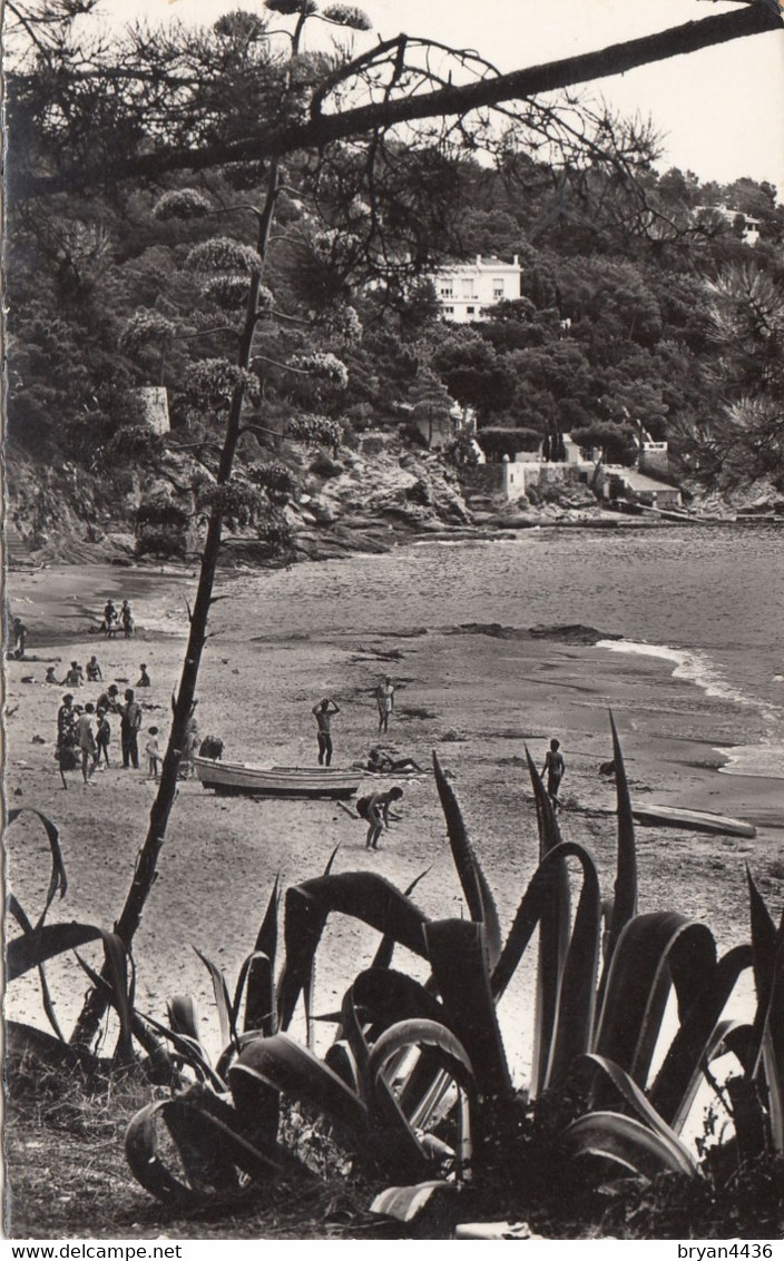 83 - LE RAYOL - VAR - LA PLAGE - VOIR SCANS - Rayol-Canadel-sur-Mer