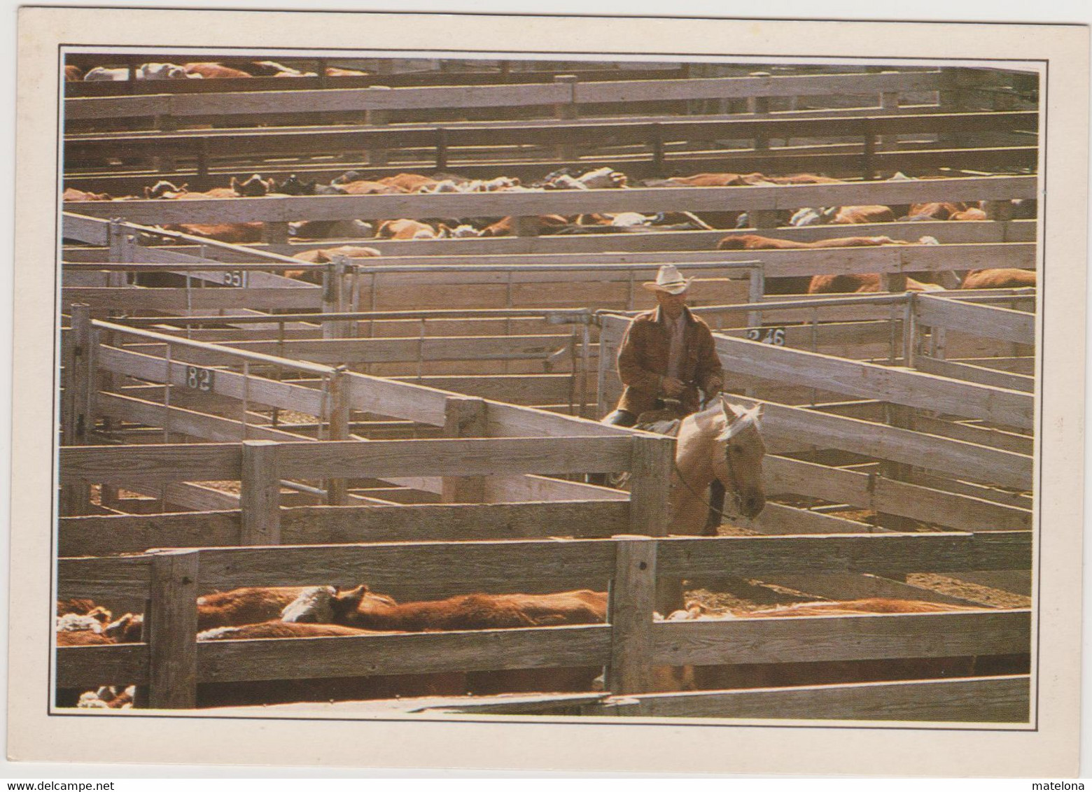 ETATS UNIS TX TEXAS AMARILLO CATTLE IN THE CORRAL TROUPEAU AU CORRAL - Amarillo