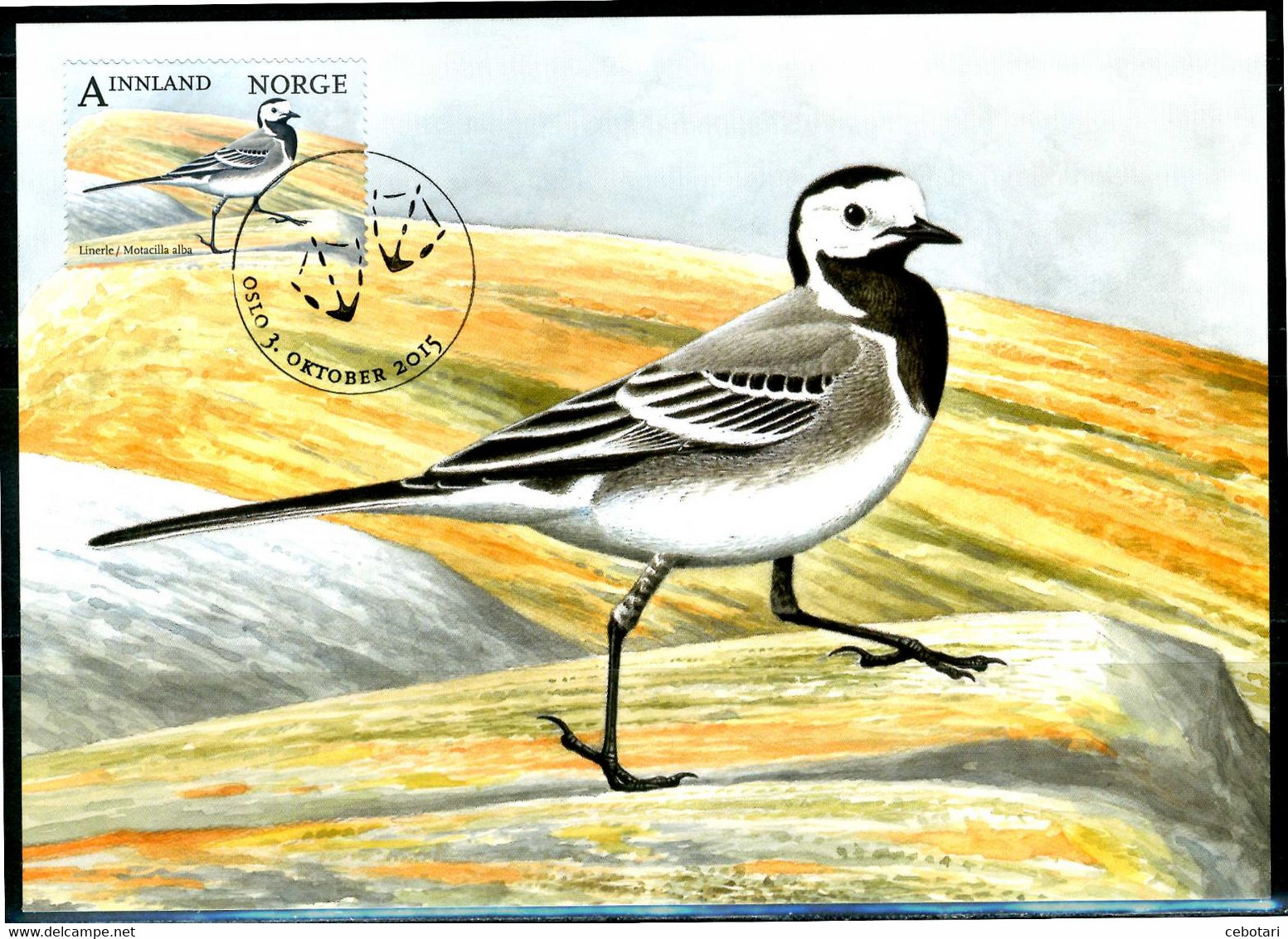 NORVEGIA / NORWAY 2015 - Uccello / Bird - "Motacilla Alba" - Maximum Card - Passeri