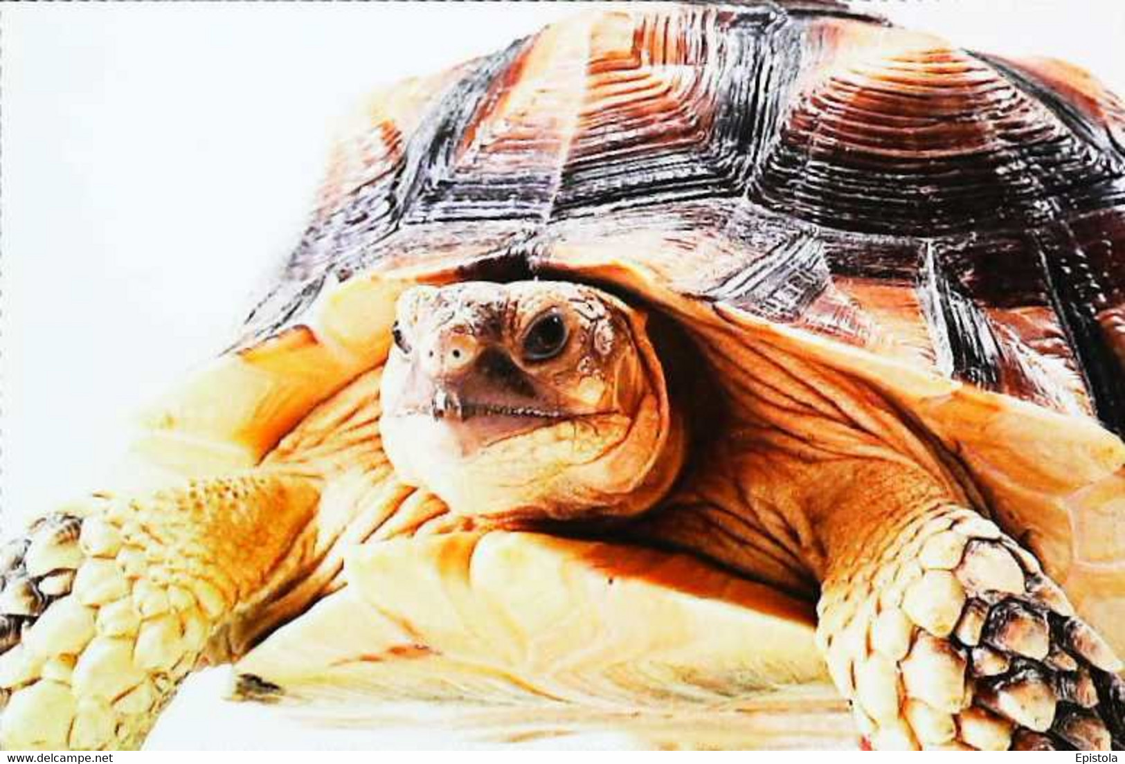 ►Tortue Turtle - Turtles