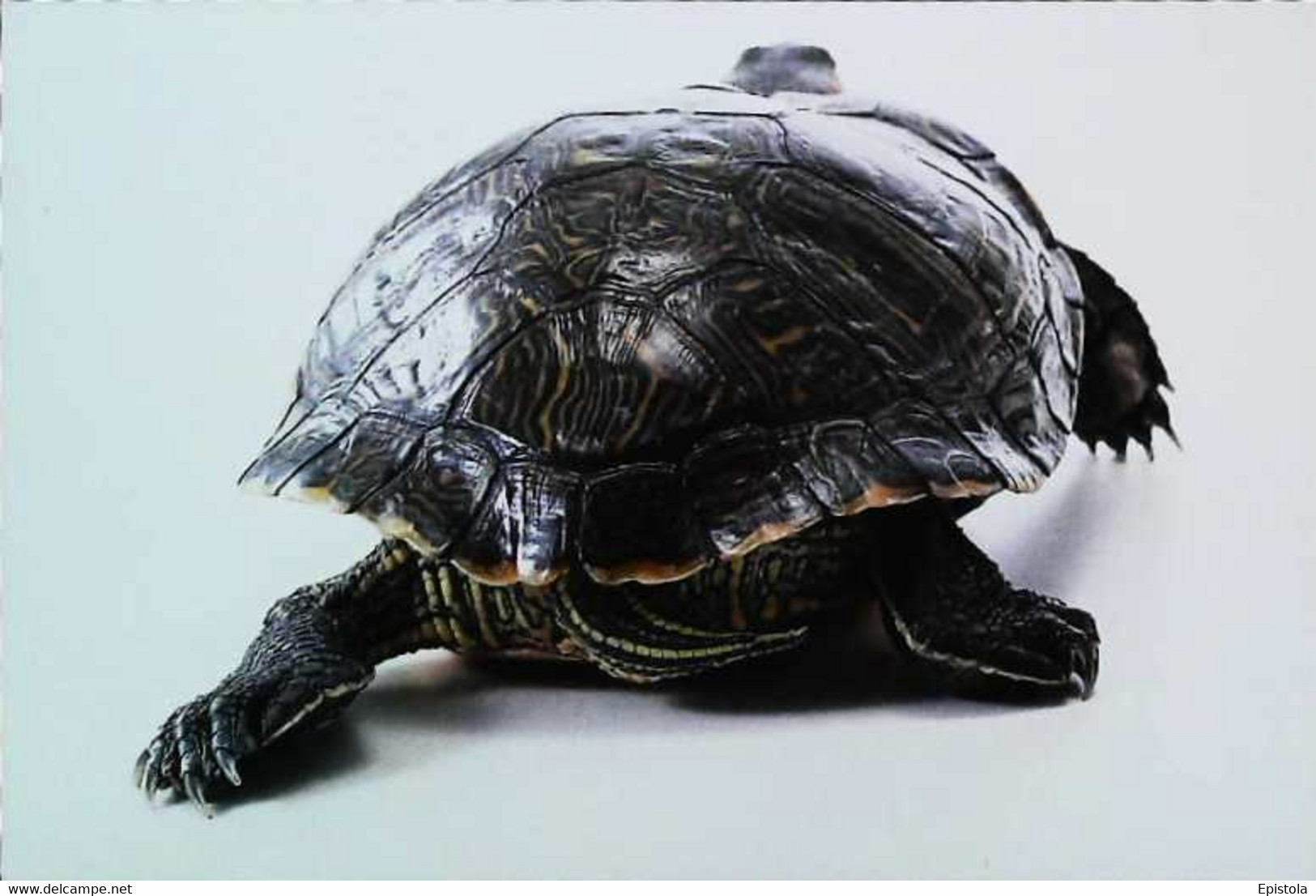 ►Tortue Turtle - Tortues