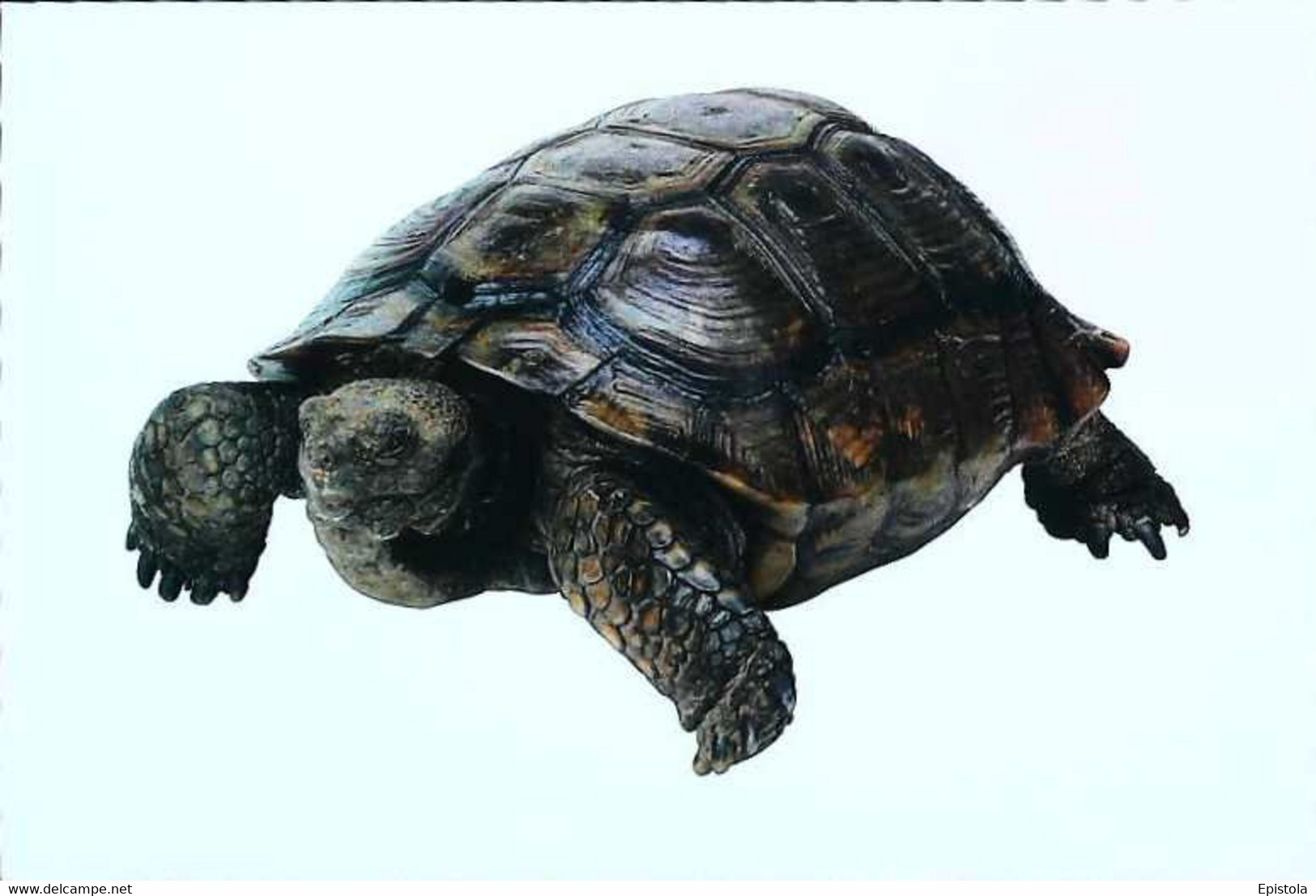 ►Tortue Turtle - Turtles