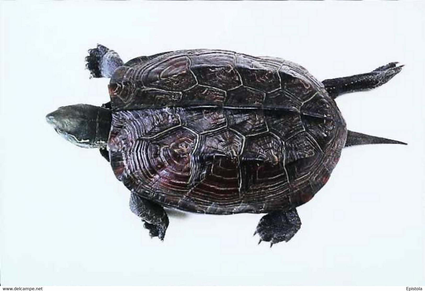 ►Tortue Turtle - Turtles