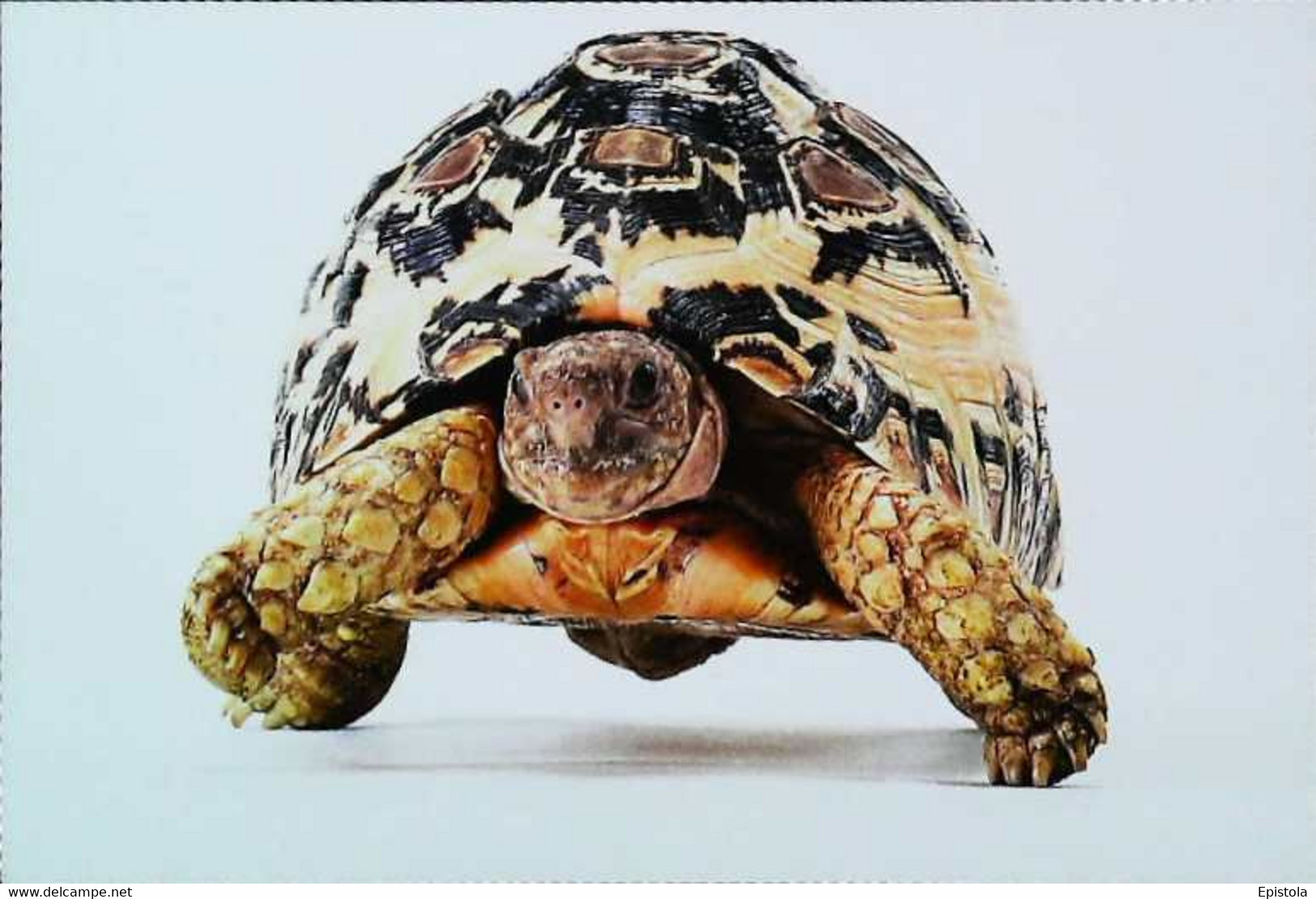 ►Tortue Turtle - Tartarughe